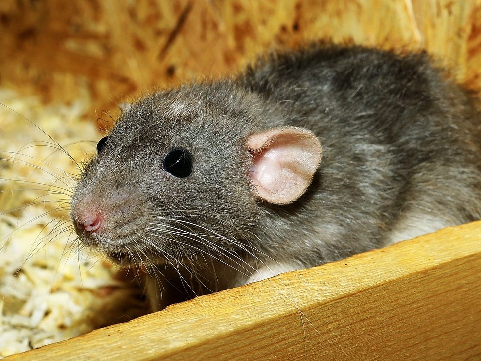 Mann briet in Bayern lebendige Ratte in der Pfanne.