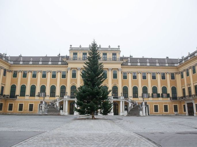 Diese prachtvolle Tanne wurde am Mittwoch vor dem Schloss Schönbrunn aufgestellt