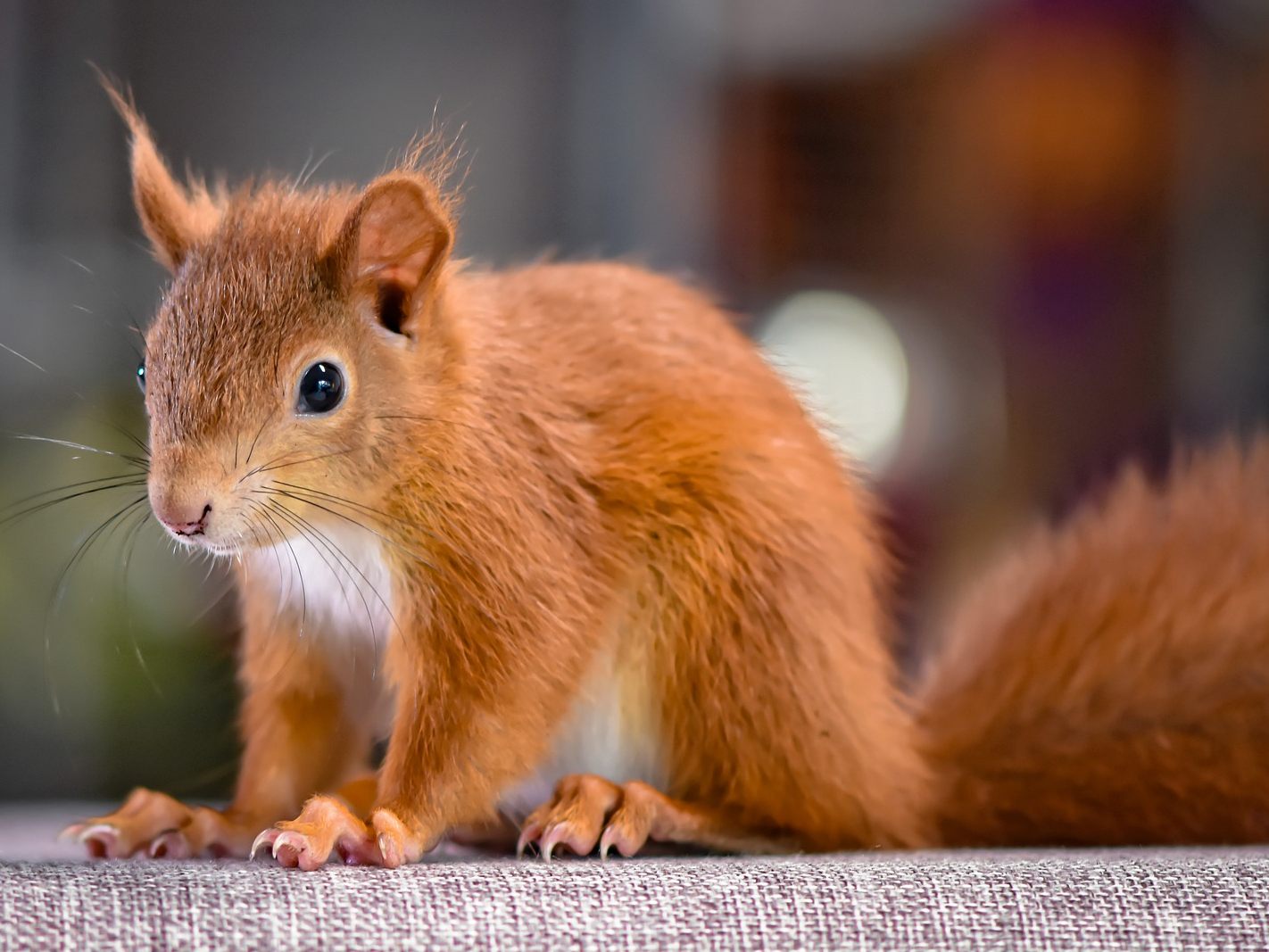 Eichhörnchen können mind. vier bis fünf Meter weit springen.