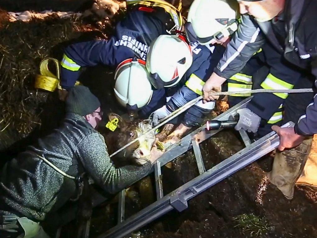 Kalb durch die Feuerwehr lebend gerettet