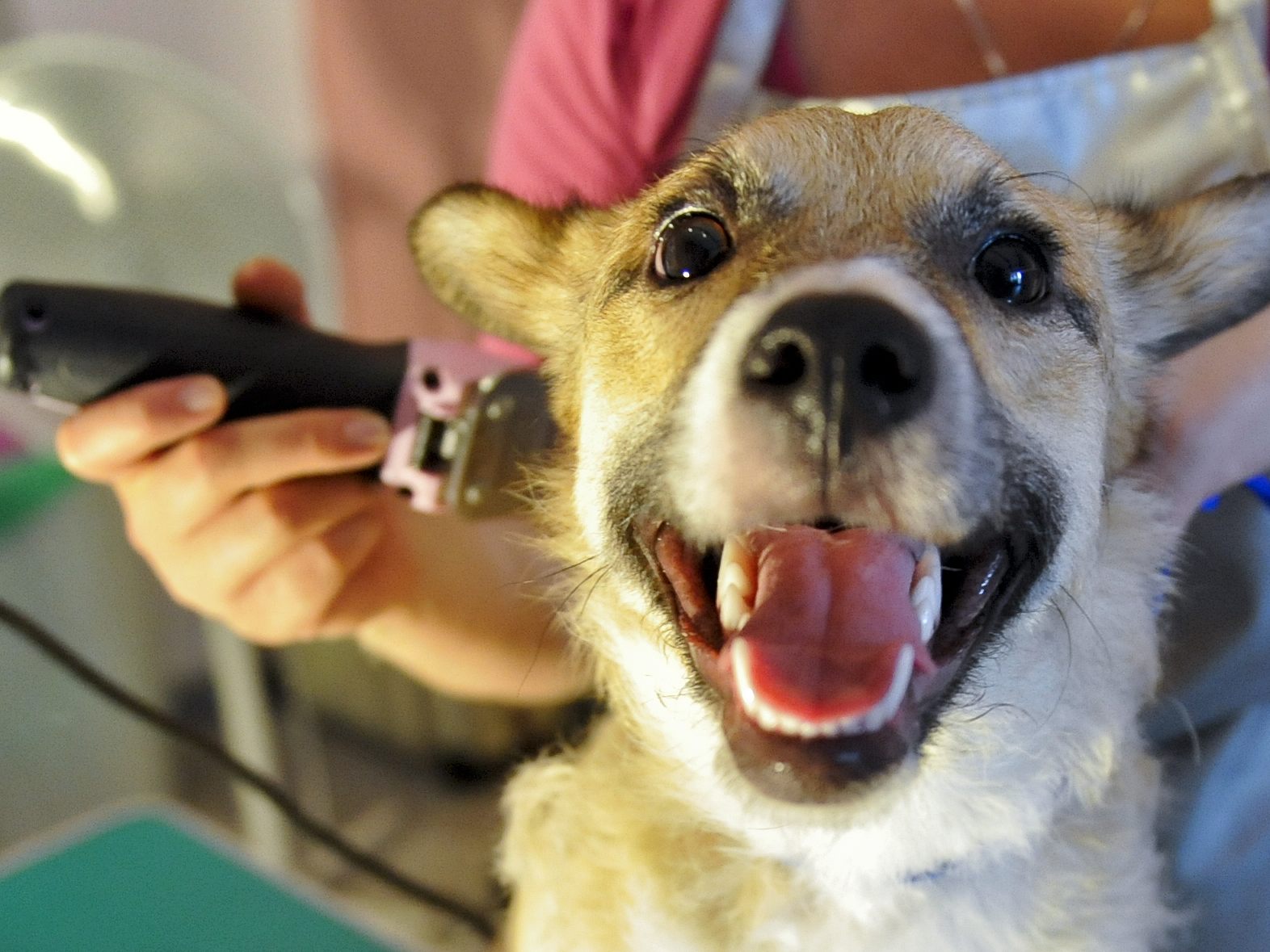 Welche Frisur würde sich der Hundefriseur aus San Diego wohl für diesen Hund einfallen lassen?
