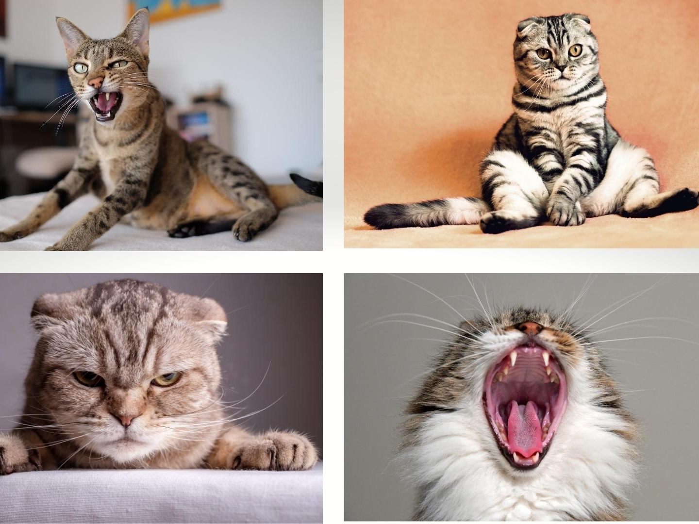 So lernen Sie Ihre Katze verstehen.