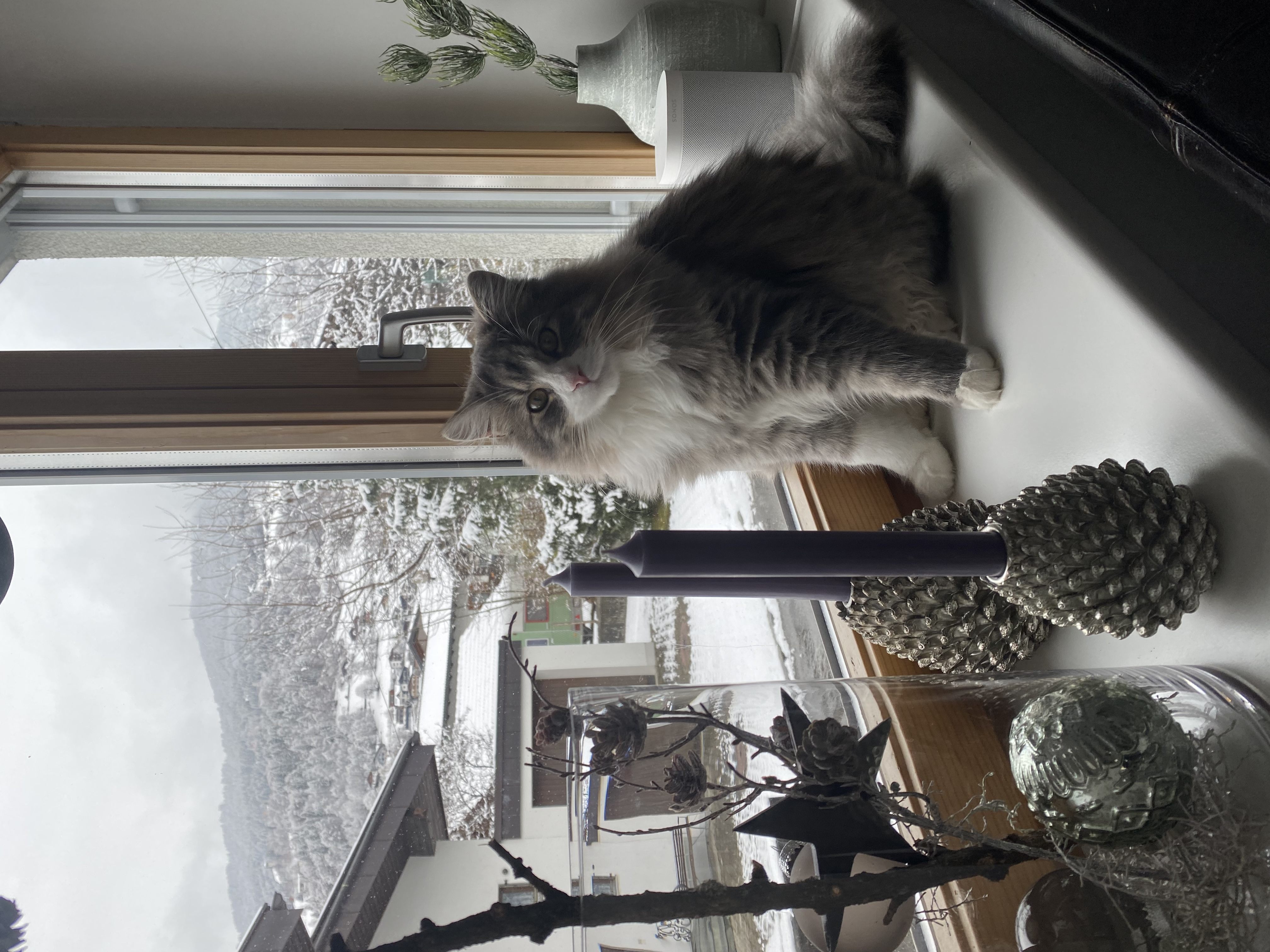 Flauschi 8 Monate alt