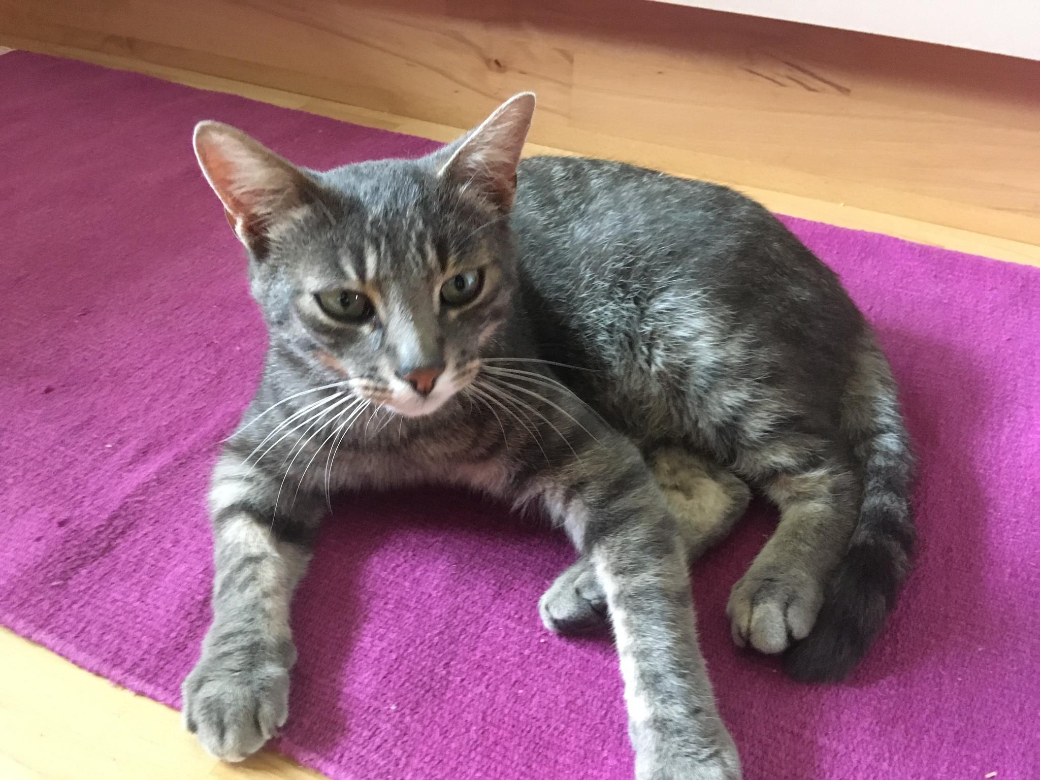 Das Foto wurde im August aufgenommen. Mittlerweile ist Juri mit seinem Winterfell und weniger Bewegung im Garten etwas kräftiger geworden. Das Foto wurde im August aufgenommen. Mittlerweile ist Juri mit seinem Winterfell und weniger Bewegung im Garten etwas kräftiger geworden.