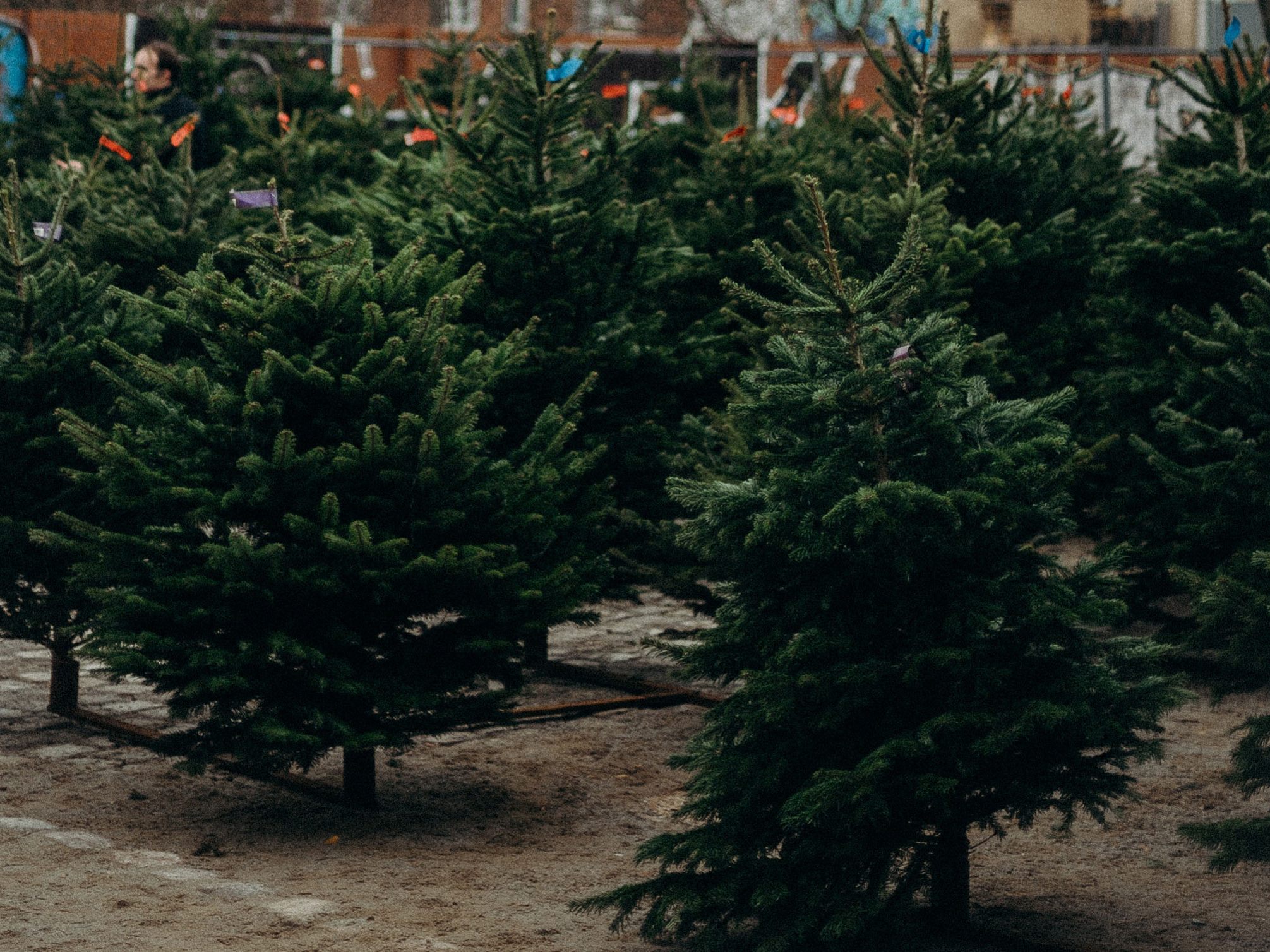 Christbäume werden teils aus dem Ausland importiert und sind mit Pestiziden belastet - da ist Vorsicht beim Kauf geboten Christbäume werden teils aus dem Ausland importiert und sind mit Pestiziden belastet - da ist Vorsicht beim Kauf geboten