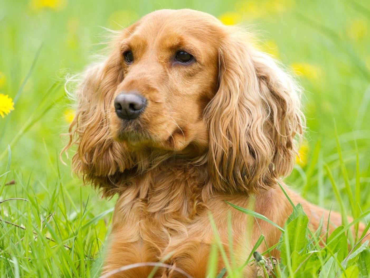 Der Cocker Spaniel bleibt nur ungern auf dem Boden.