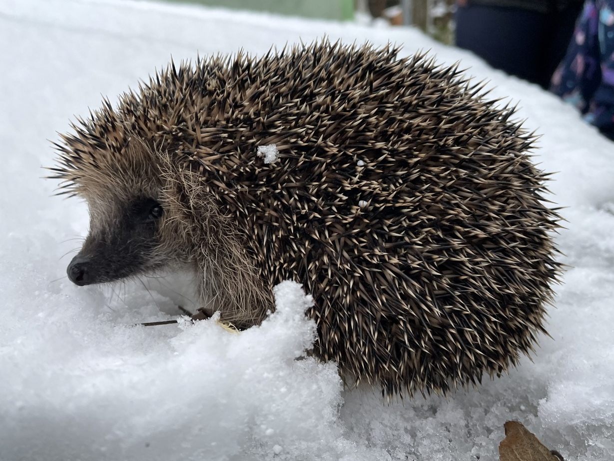 Igel im Winter/Igelfreunde Hörbranz