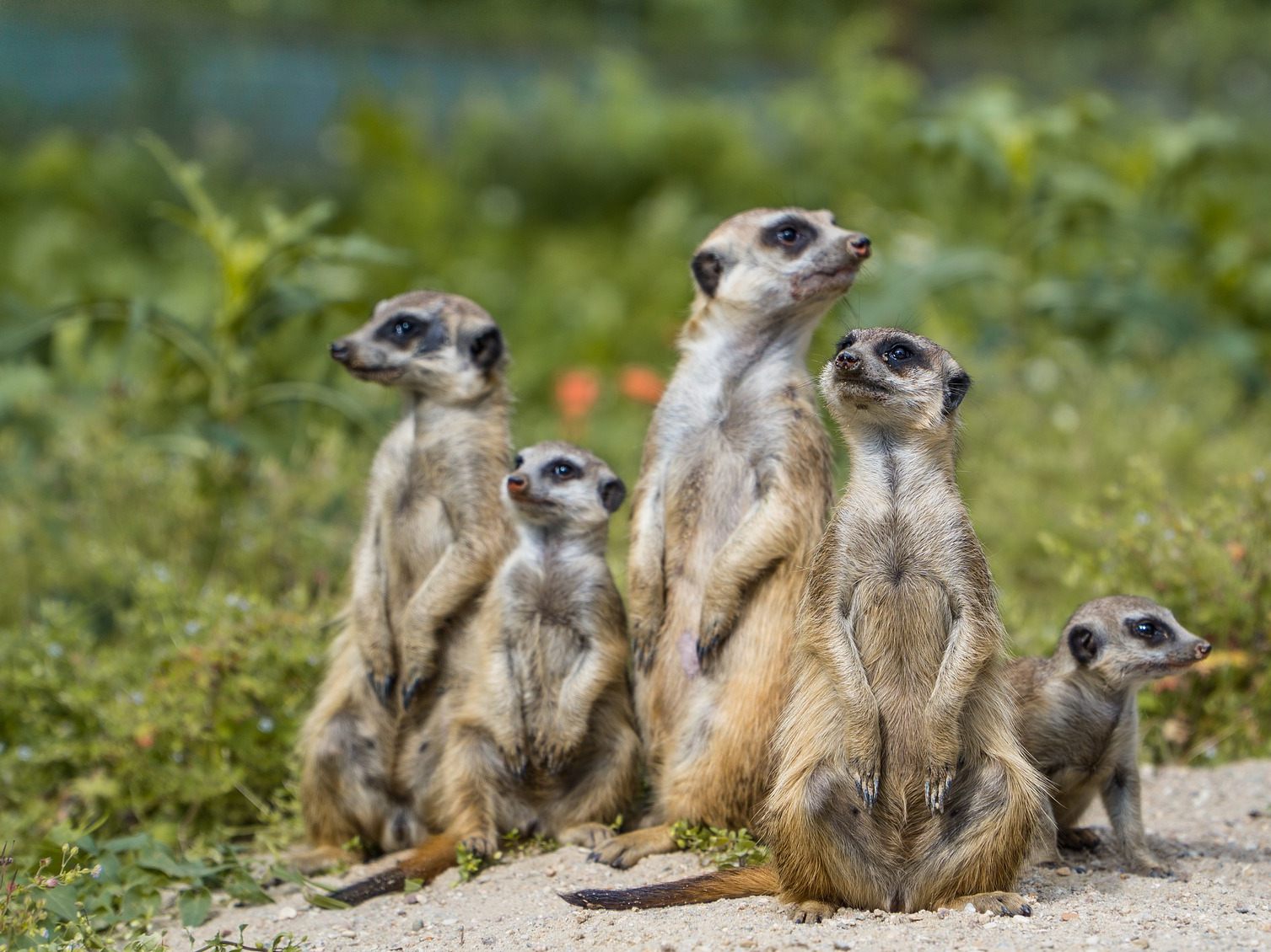 Symbolbild einer Gruppe von Erdmännchen.