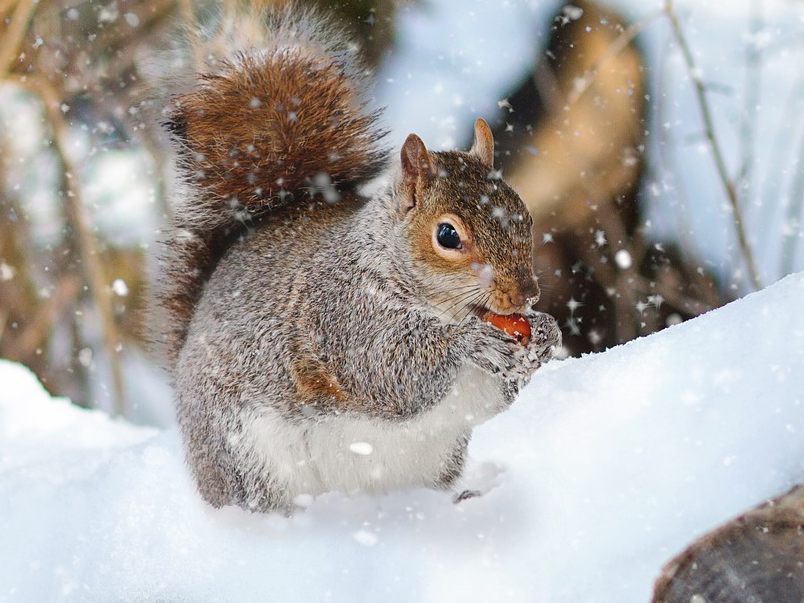 Ein Eichhörnchen im Schnee.