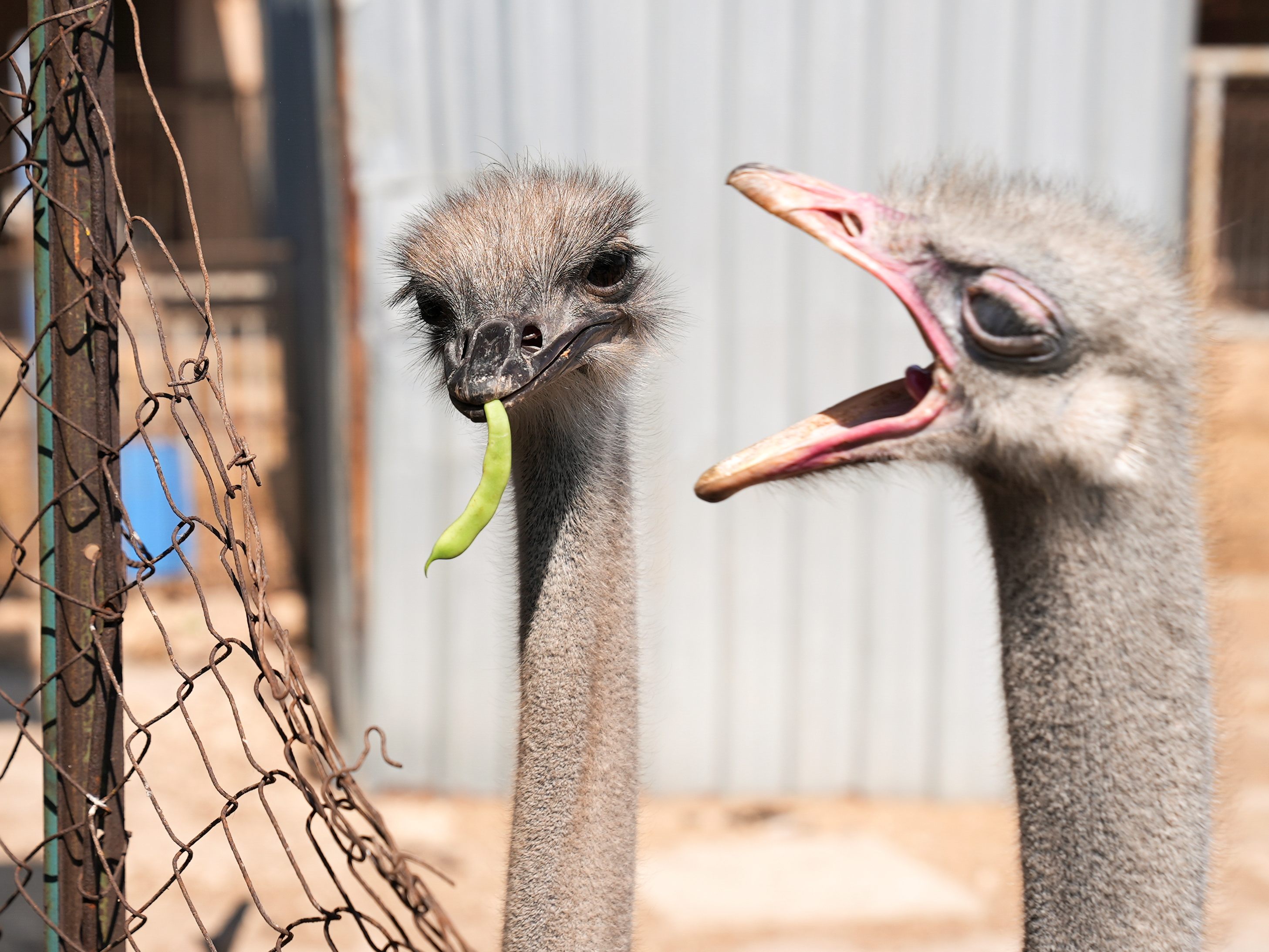 Die großen Vögel können bis zu 70 Kilometer pro Stunde rennen.