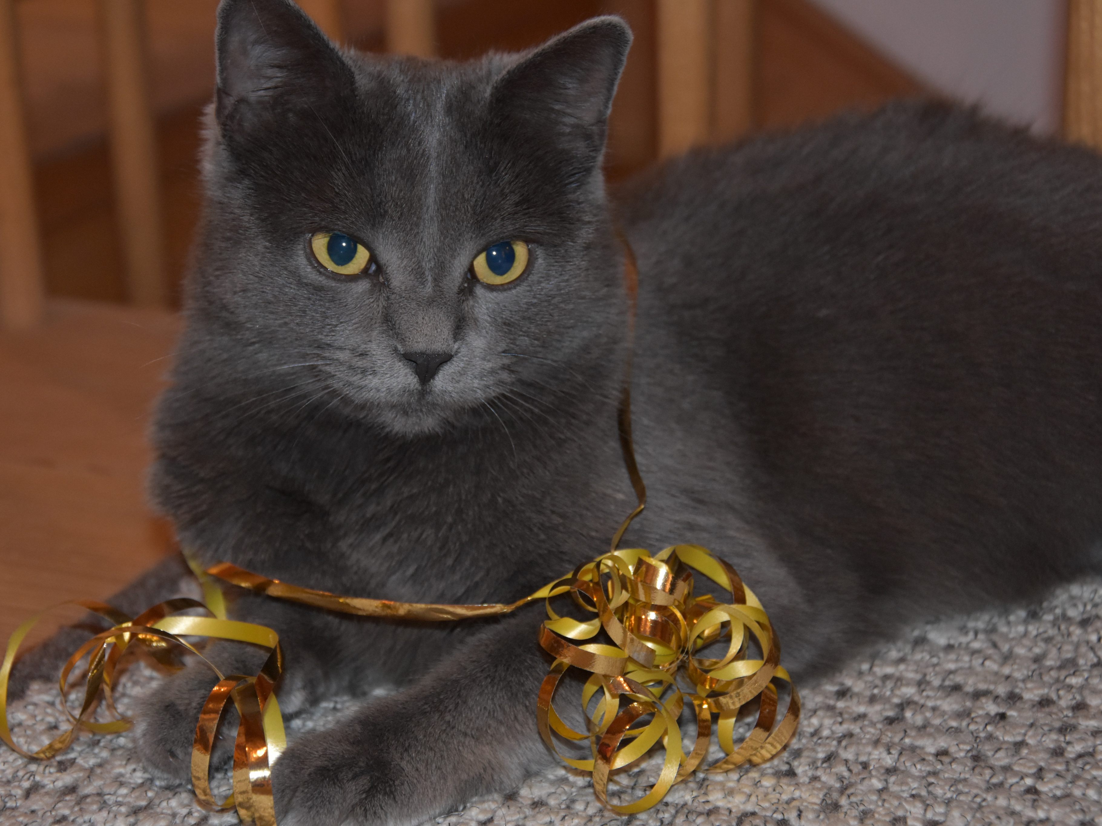 Katze Miri