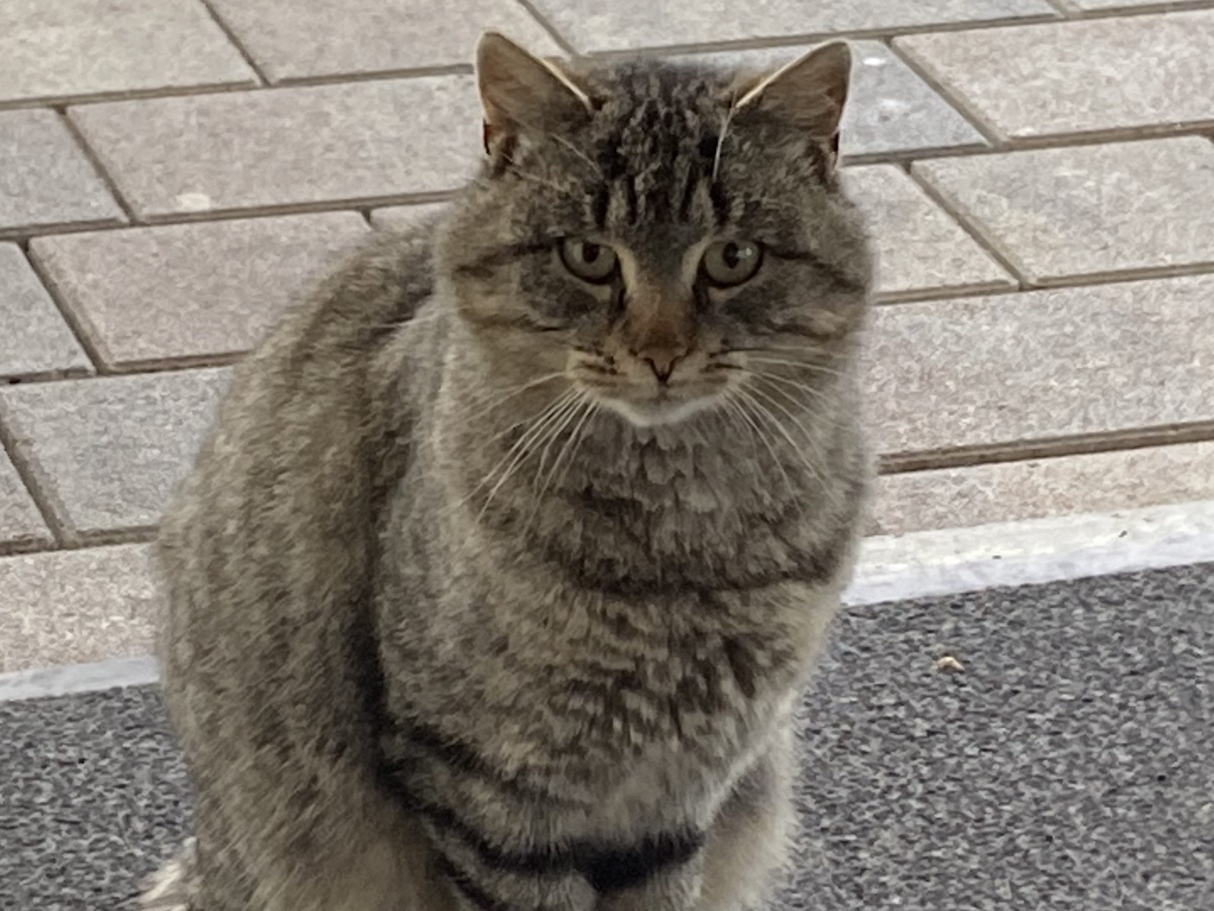 Getigerte Katze