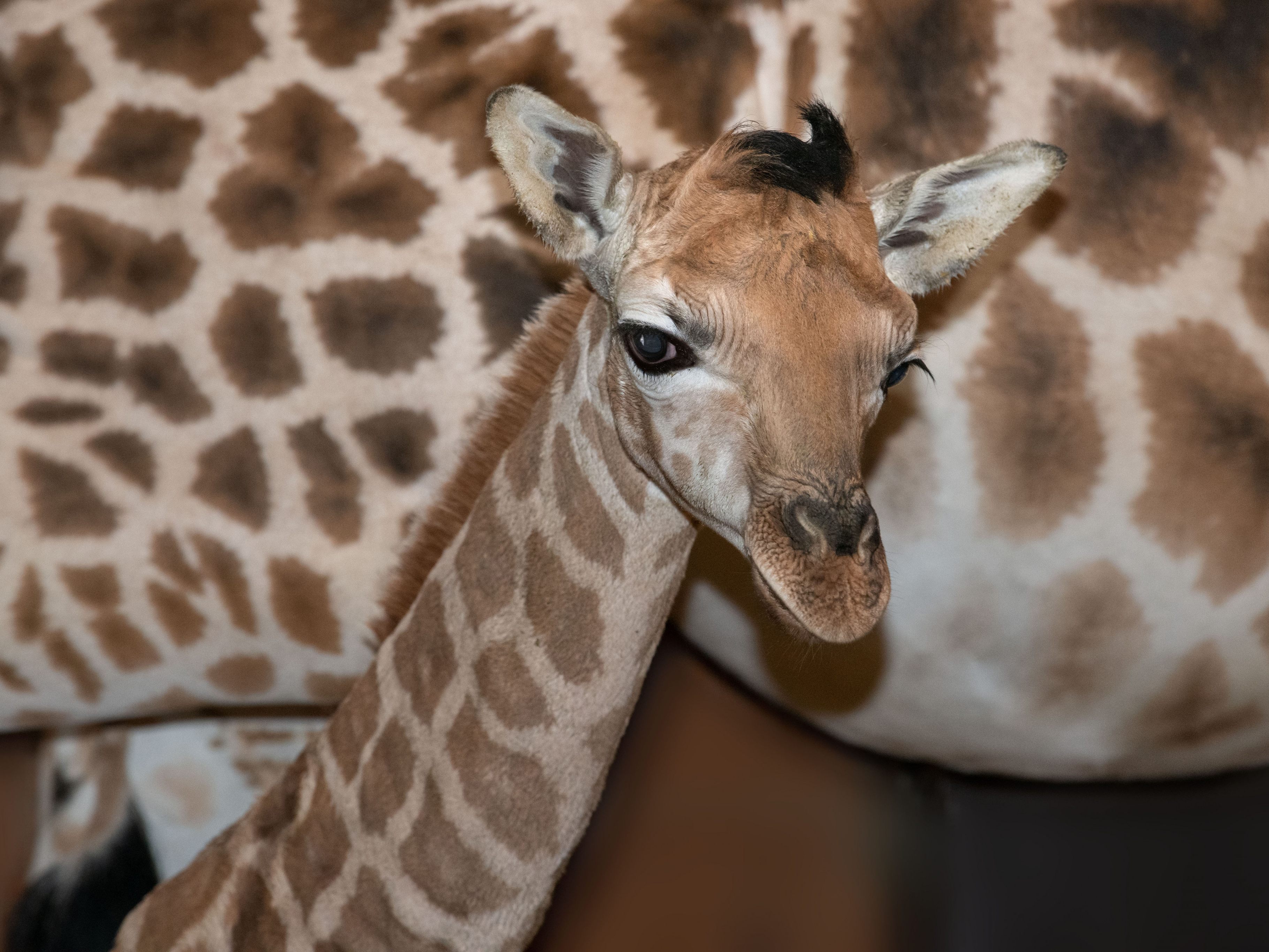 Oö. Zoo Schmiding freut sich über Giraffenbaby Nuka. Oö. Zoo Schmiding freut sich über Giraffenbaby Nuka.