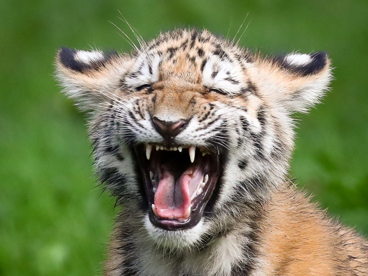 Süßes Tigerbaby erkundet die Welt.