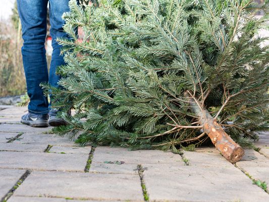 Die jährliche Christbaumabholung findet in Bludenz heuer von 10. bis 14. Jänner 2022 statt.