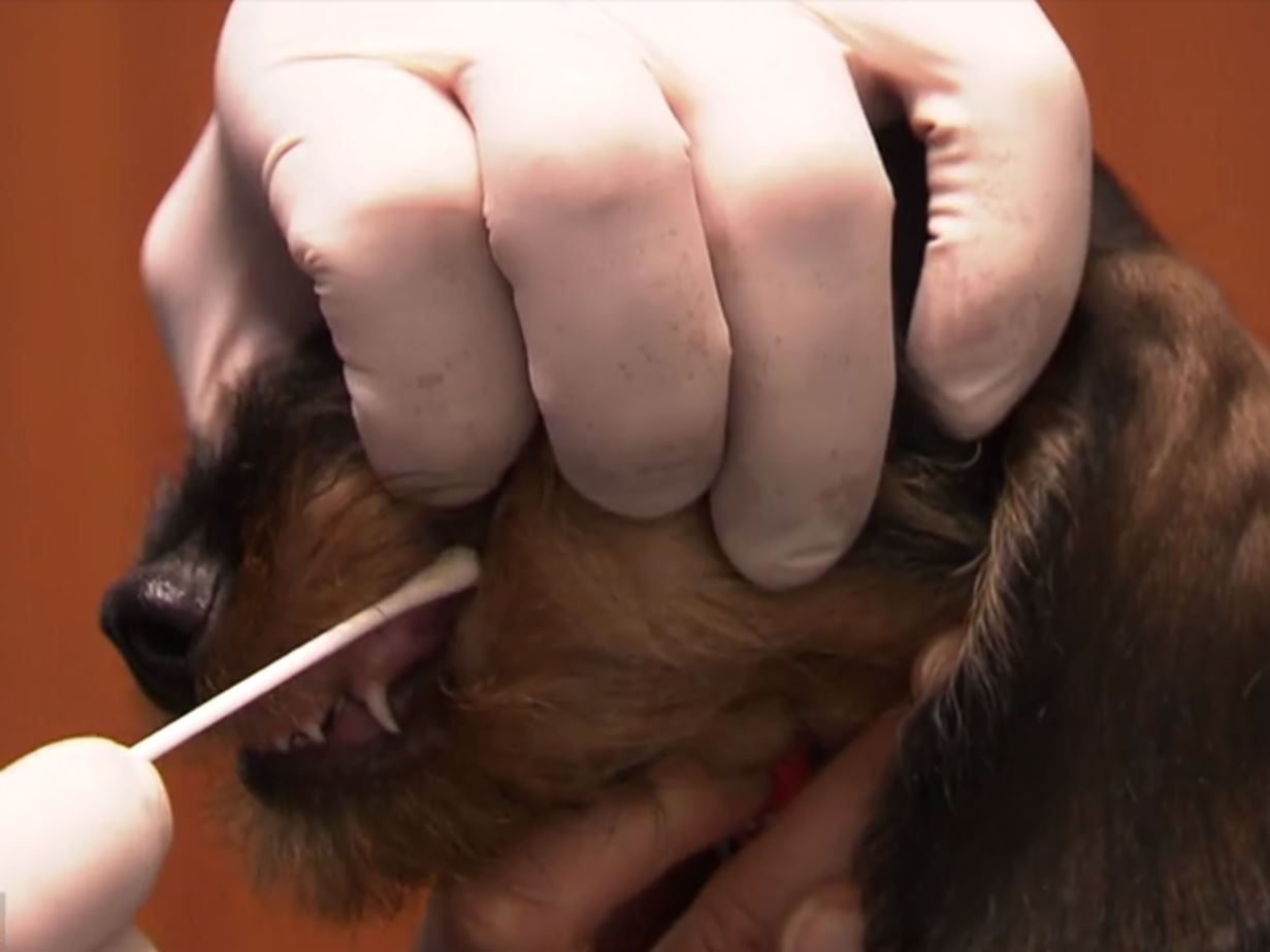 DNA-Test läuft bei Hund und Mensch gleich: per Abstrich mit dem Wattestäbchen. DNA-Test läuft bei Hund und Mensch gleich: per Abstrich mit dem Wattestäbchen.