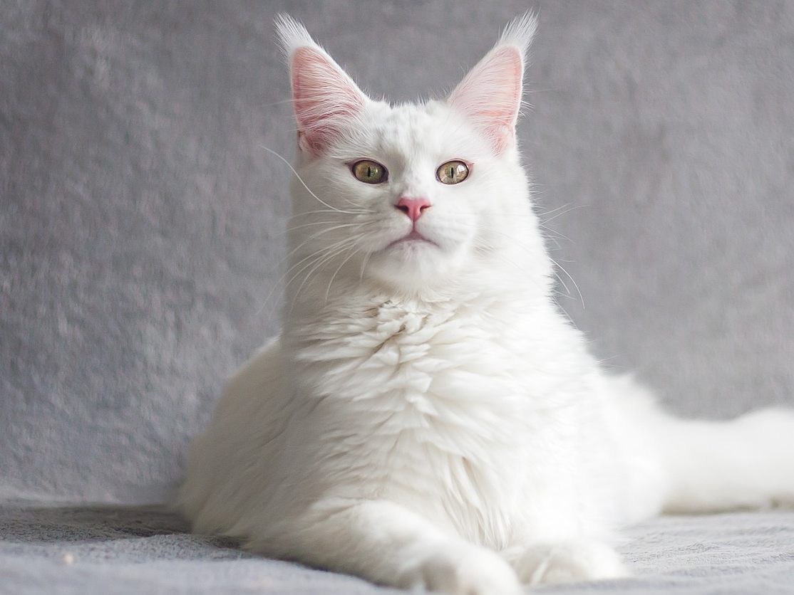 Katzen der Rasse "Maine Coon" werden ausgesprochen groß. (Symbolbild)