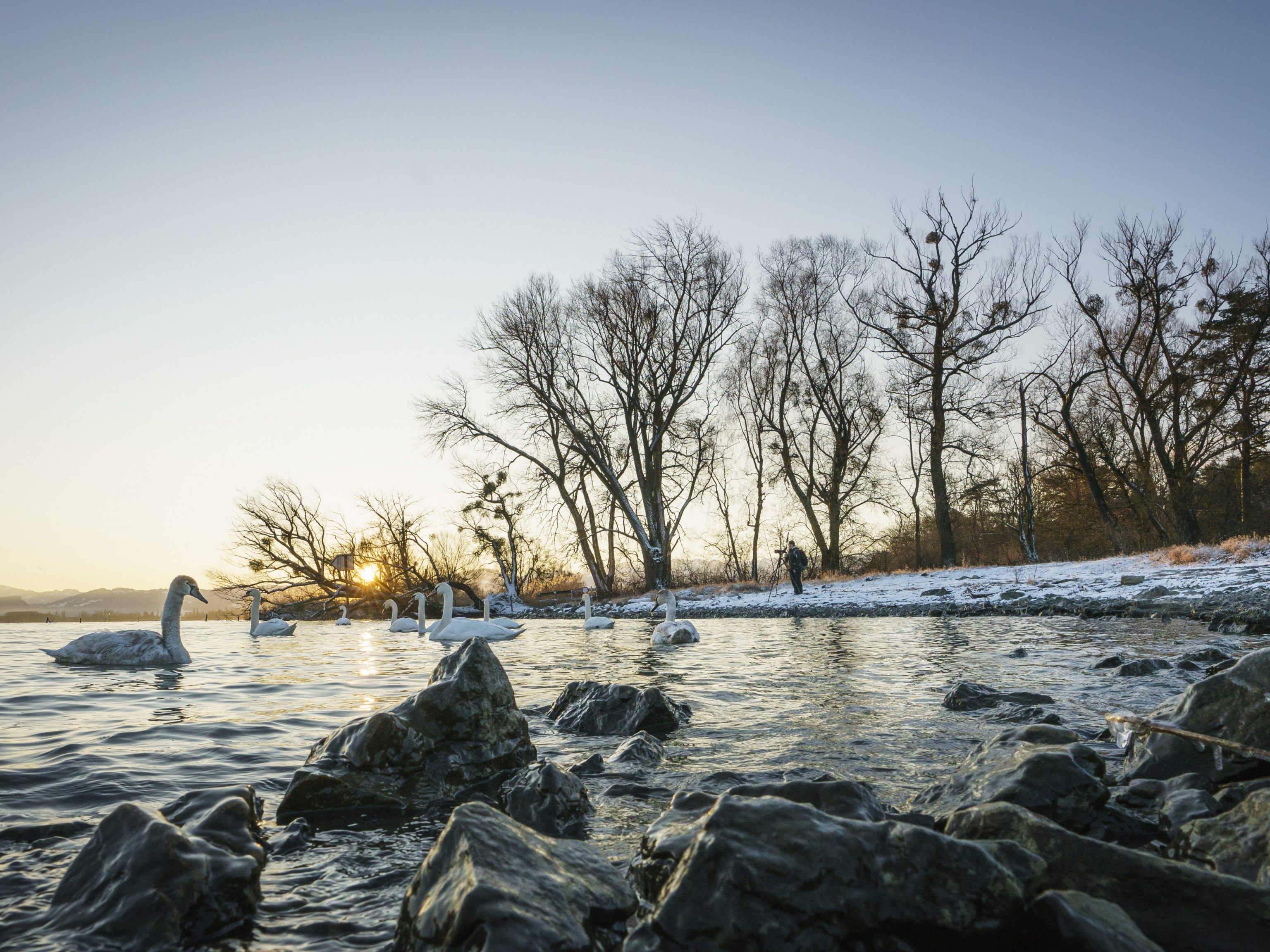 Das erste „Vorarlberger Naturpicknick“ führt am 23. Jänner 2021 zum Birdwatching an den Bodensee.