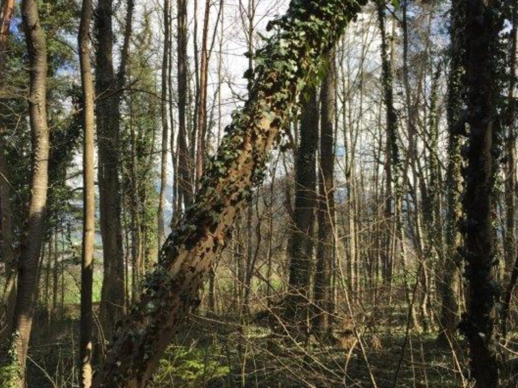 Im Sulner Auwald müssen auch in diesem Jahr wieder etliche Eschen gefällt werden Im Sulner Auwald müssen auch in diesem Jahr wieder etliche Eschen gefällt werden