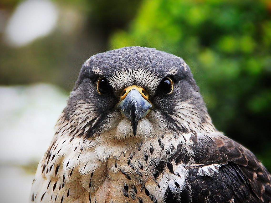 Verletzter Greifvogel in Hühnerstall im Bezirk Neunkirchen.