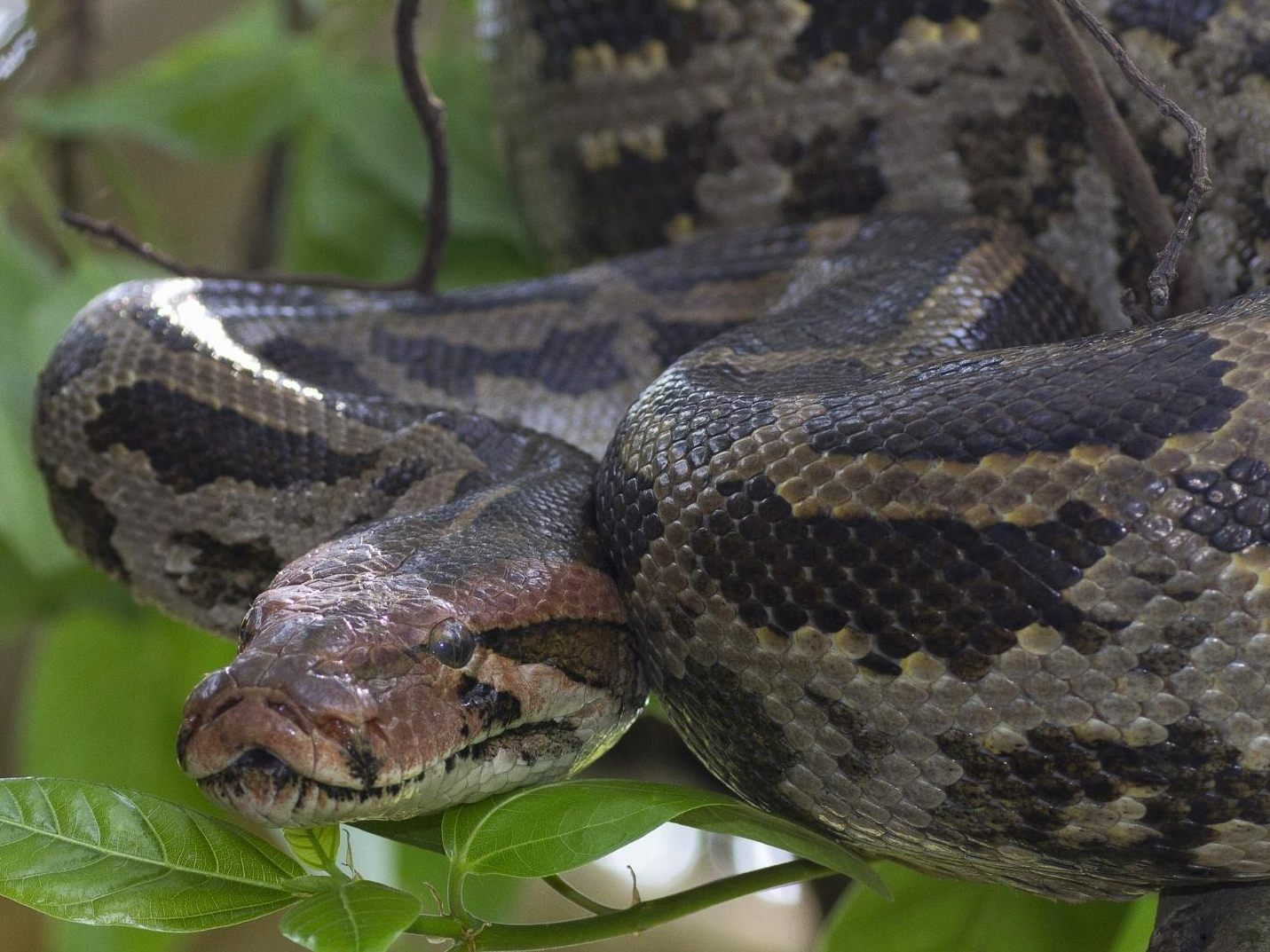 Die Python klettert am Baum hoch.
