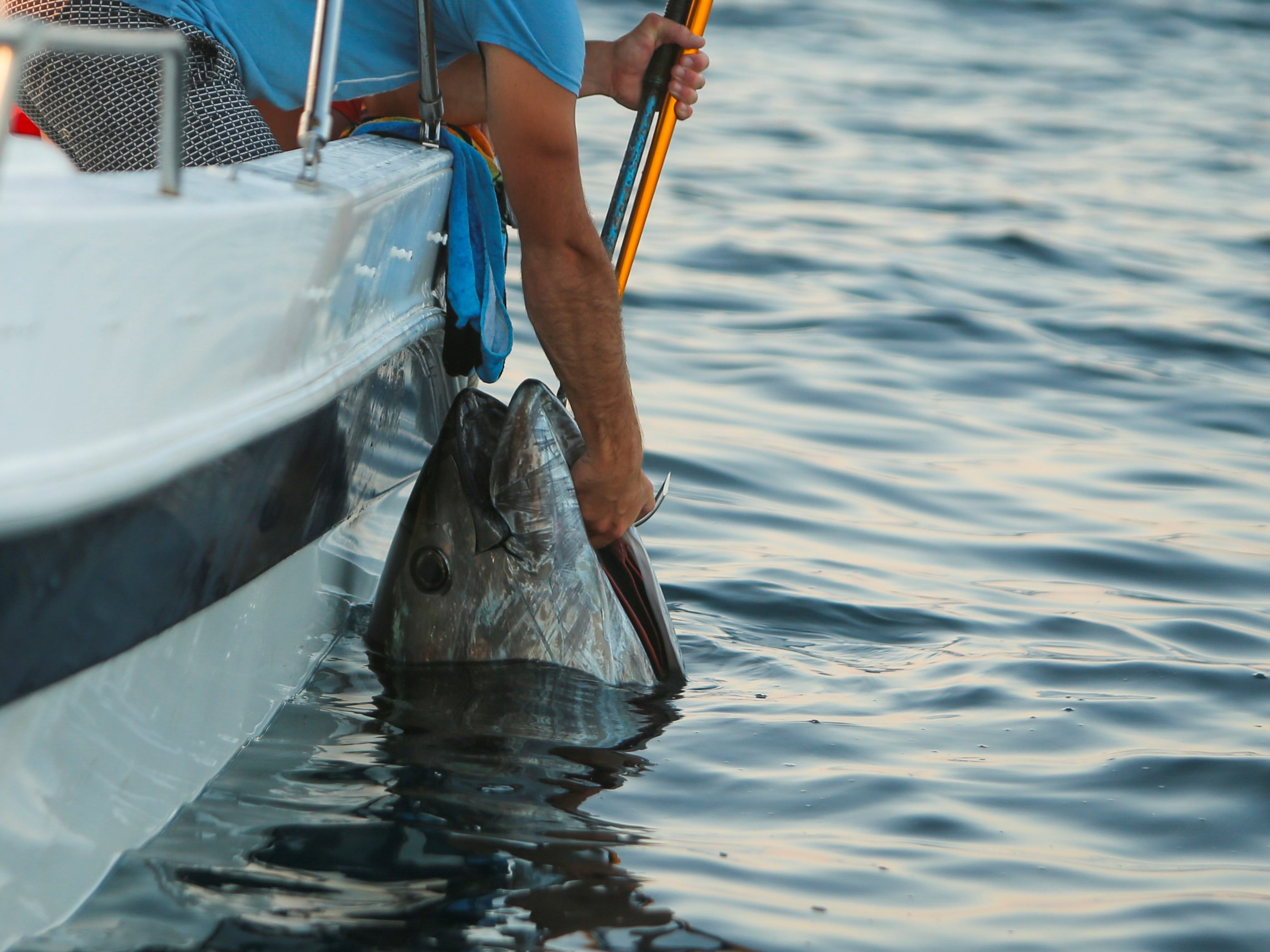 Laut Medienberichten soll der Riesen-Thunfisch gut drei Meter lang sein.