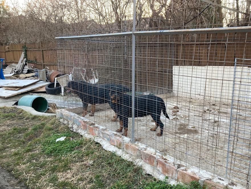 Durch Hinweise aus der Bevölkerung fand die Polizei weitere fünf Rottweiler und vier Huskys sowie zwei Huskywelpen im unbewohnten Einfamilienhaus der 31-Jährigen. Durch Hinweise aus der Bevölkerung fand die Polizei weitere fünf Rottweiler und vier Huskys sowie zwei Huskywelpen im unbewohnten Einfamilienhaus der 31-Jährigen.