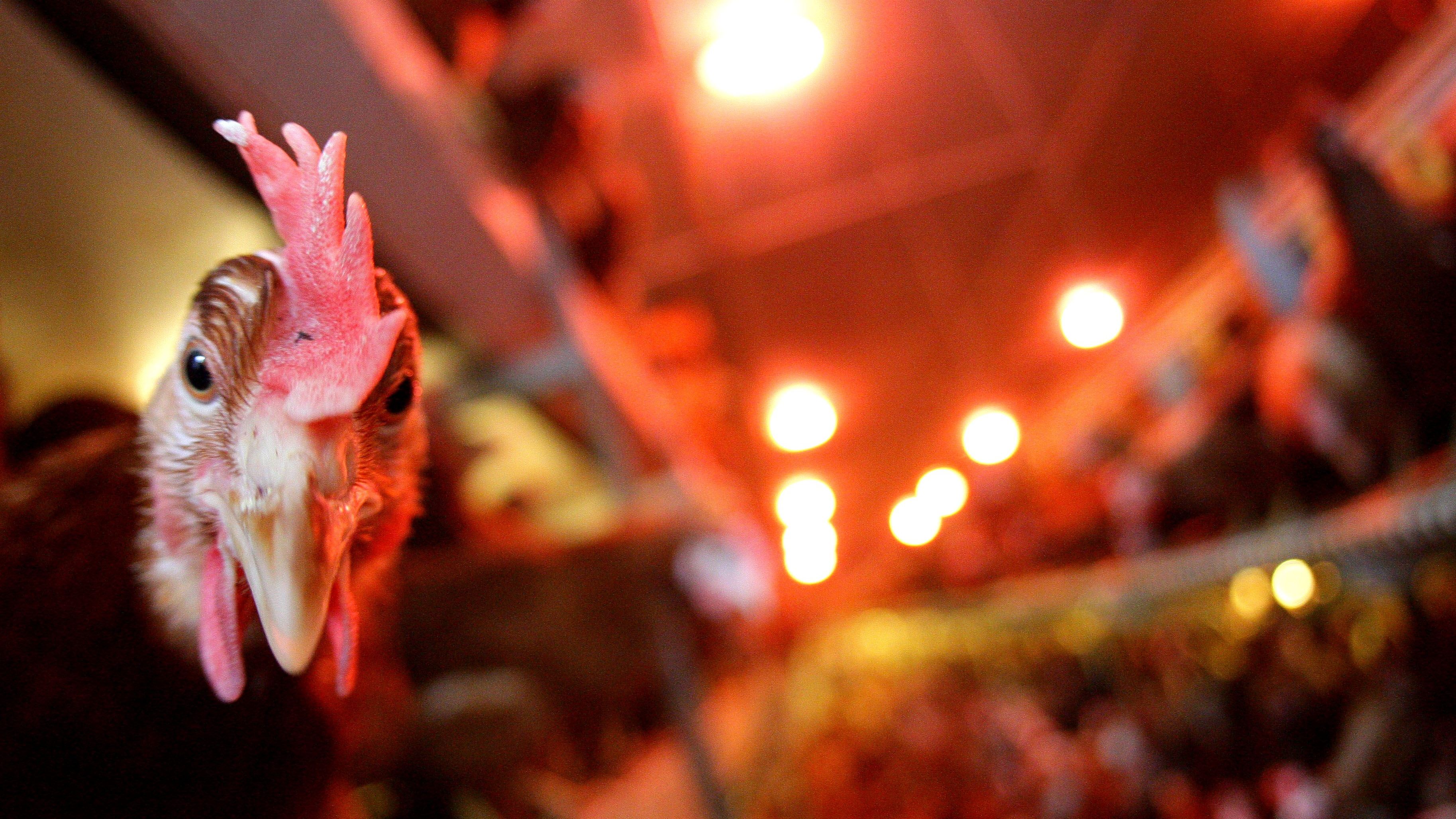 Eine Empfehlung kommt von der Geflügelwirtschaft.