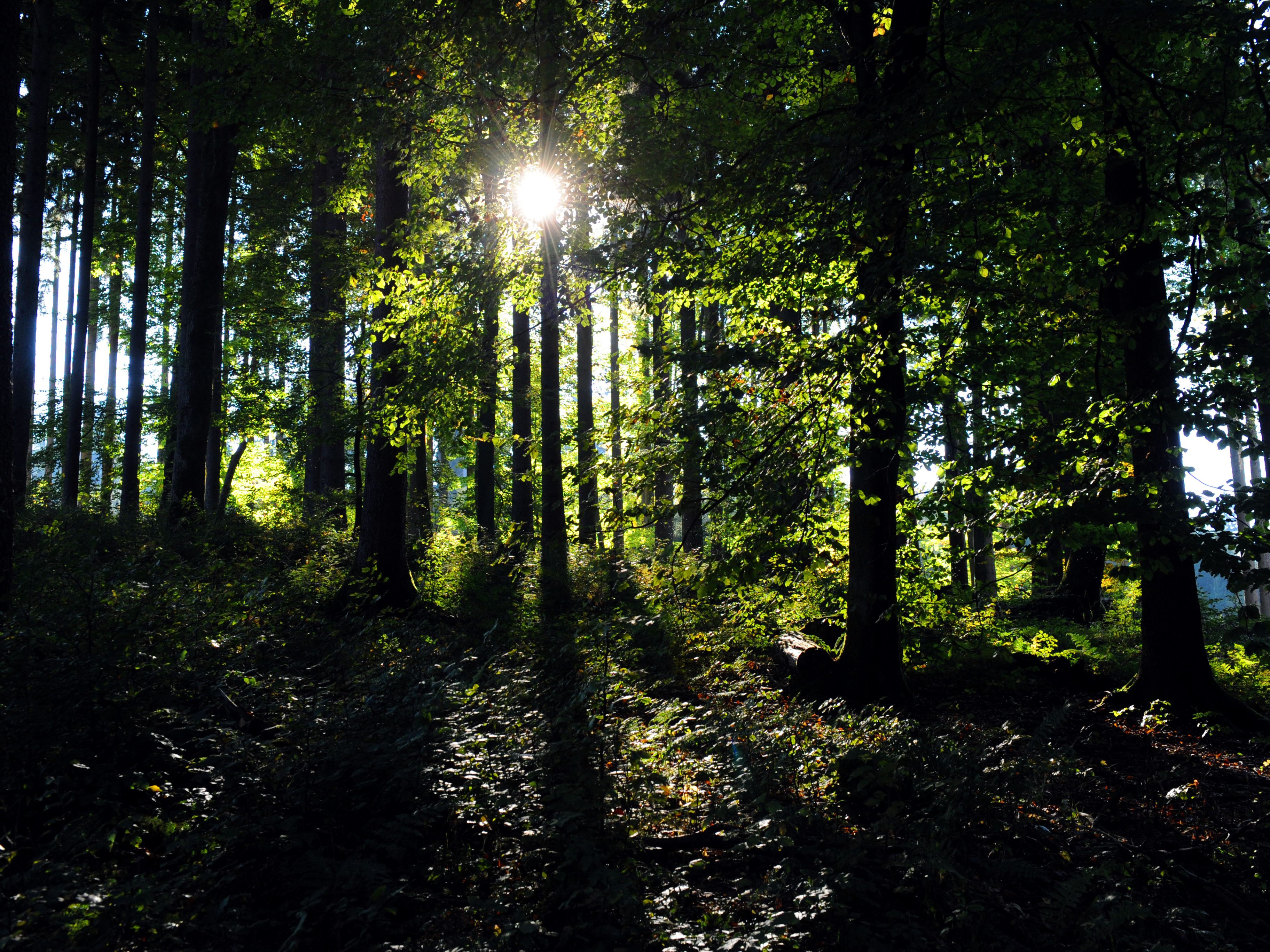 An heißen Sommertagen, wenn die Bäume voll belaubt sind, gibt es im Wald niedrigere Temperaturen. An heißen Sommertagen, wenn die Bäume voll belaubt sind, gibt es im Wald niedrigere Temperaturen.