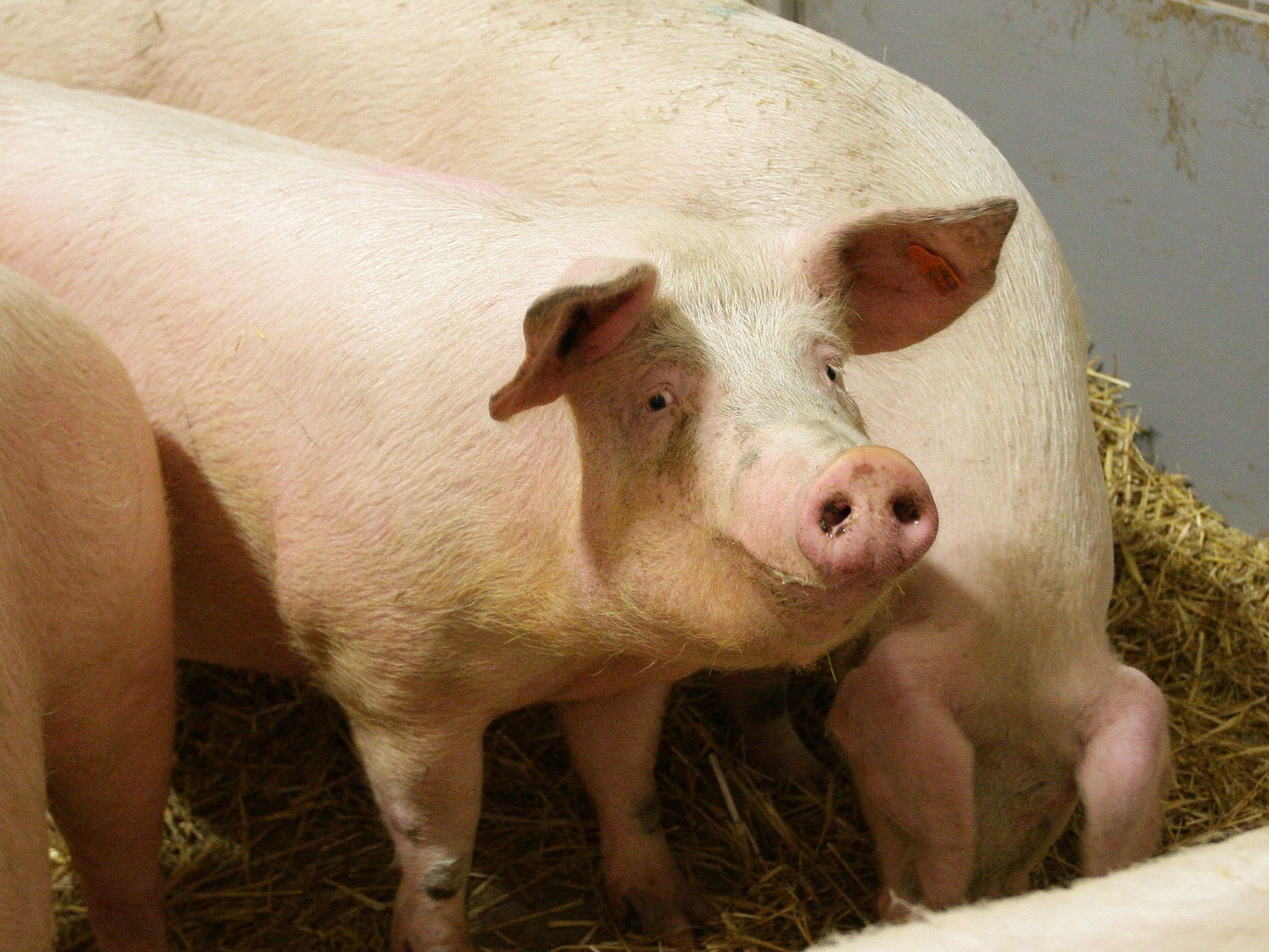 Das zweite Corona-Hilfspaket für Schweinebauern ist mehrere Millionen Euro schwer. Das zweite Corona-Hilfspaket für Schweinebauern ist mehrere Millionen Euro schwer.