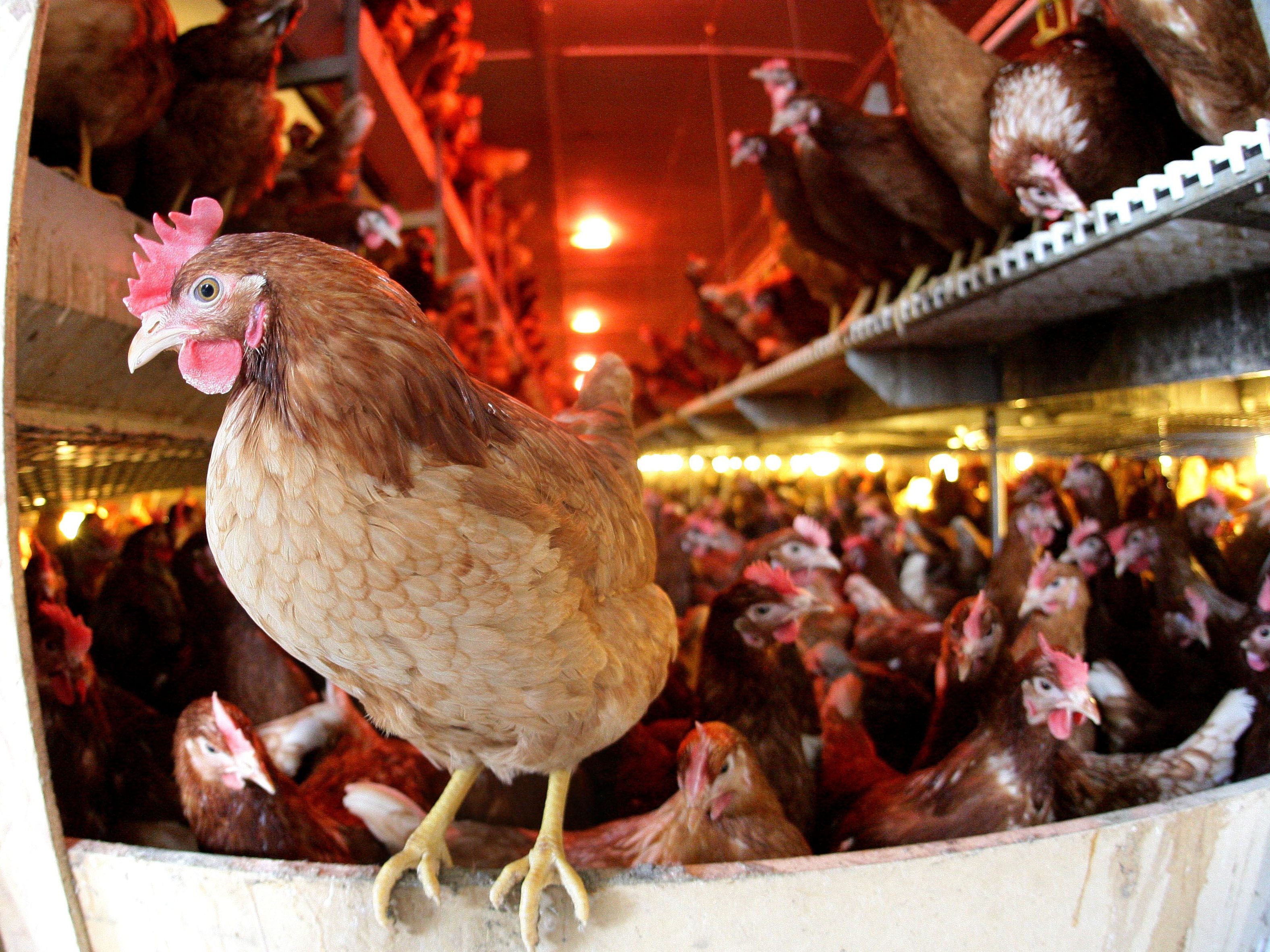Eine Sprecherin bestätigte, dass Spar einen "ganz kleinen Anteil" AIA-Hühnerfleisch in Österreich im Sortiment hat. Eine Sprecherin bestätigte, dass Spar einen "ganz kleinen Anteil" AIA-Hühnerfleisch in Österreich im Sortiment hat.