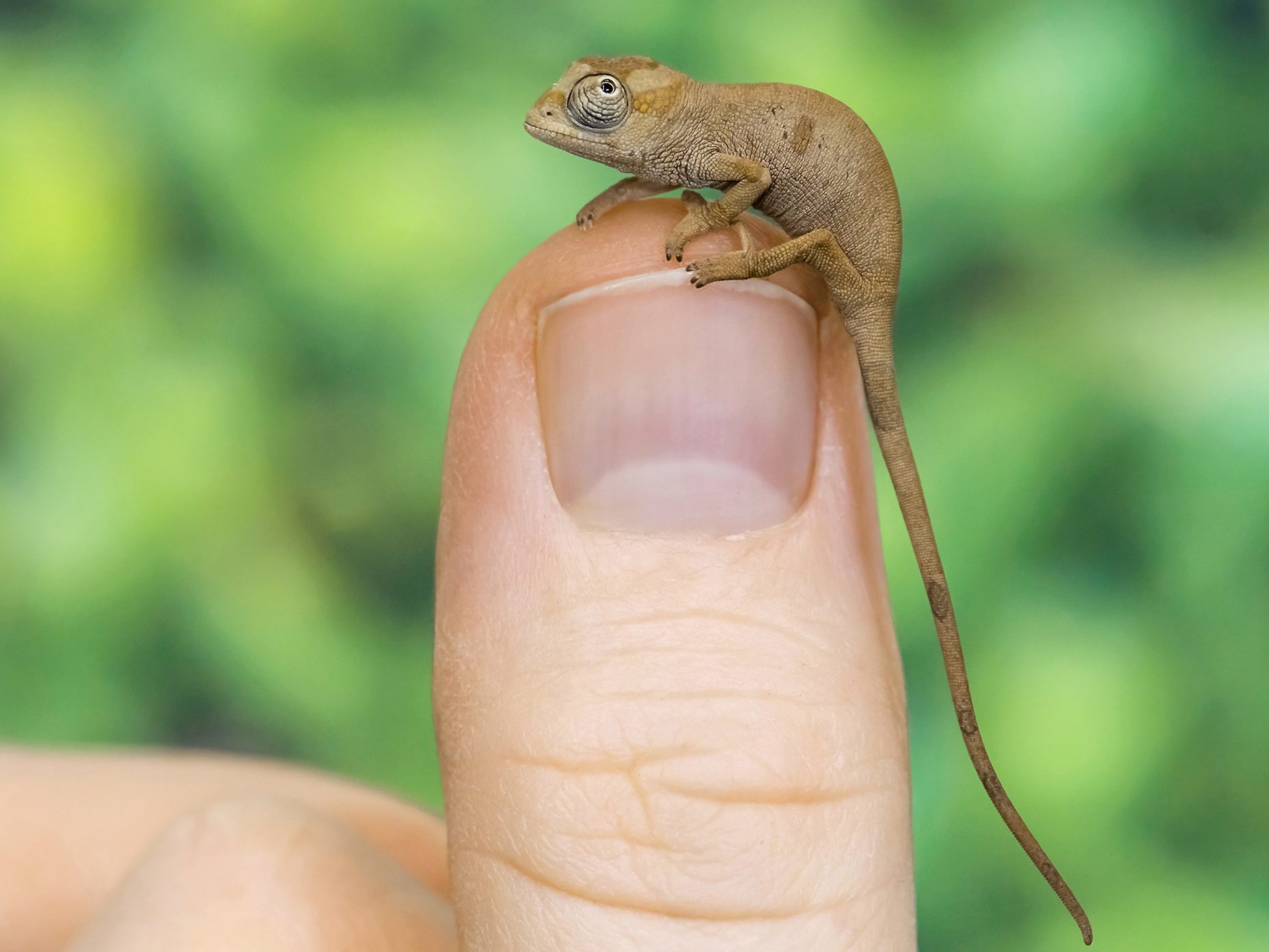 Ein Jungtier Spitznasenchamäleon (Kinyongia oxyrhina) im Tiergarten Schönbrunn. Der Zoo kann Erfolg bei der Nachzucht von mehreren Arten von Zwergchamäleons vermelden. Ein Jungtier Spitznasenchamäleon (Kinyongia oxyrhina) im Tiergarten Schönbrunn. Der Zoo kann Erfolg bei der Nachzucht von mehreren Arten von Zwergchamäleons vermelden.