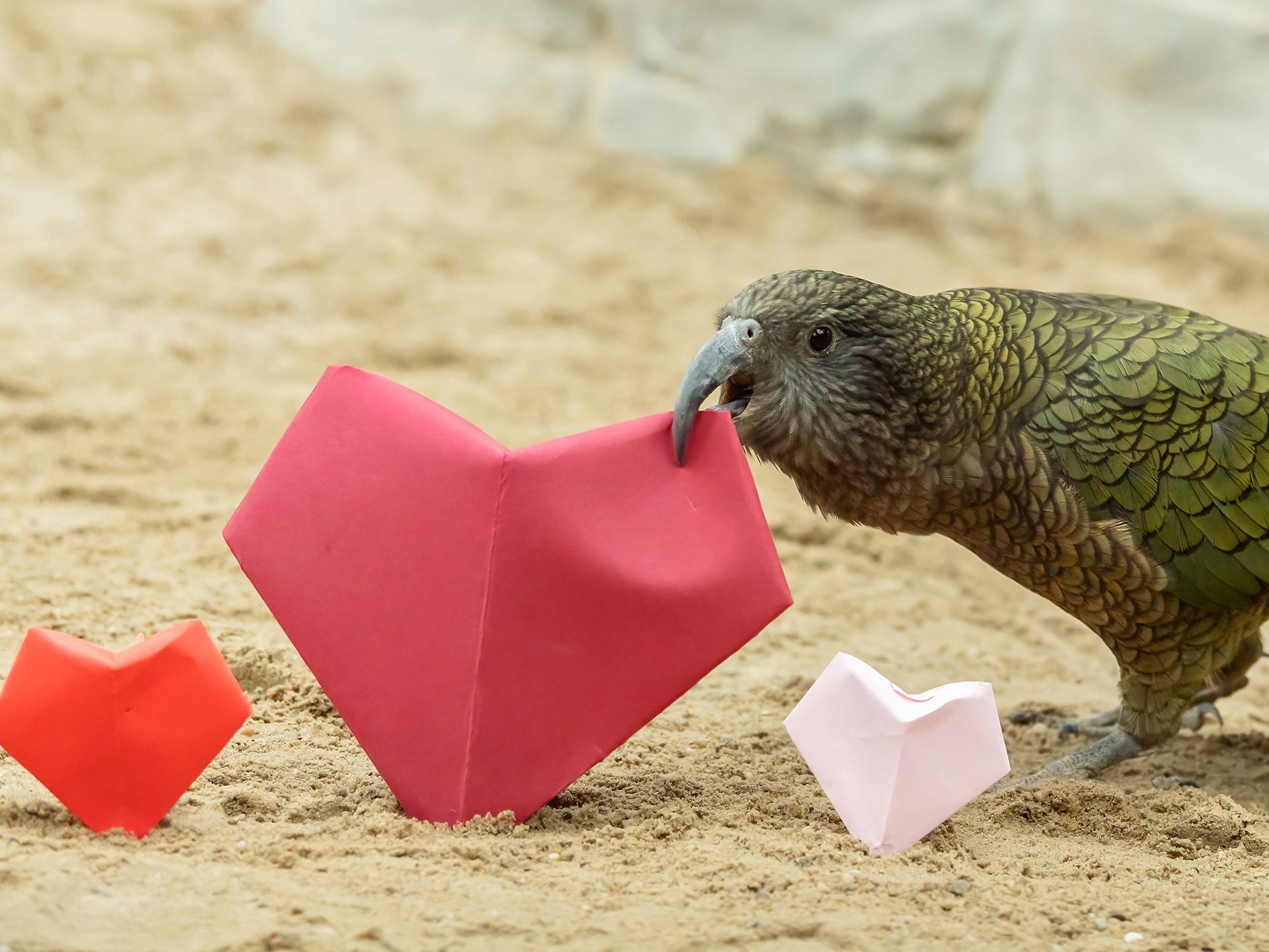 Die Keas im Tiergarten Schönbrunn feierten den Valentinstag mit Papierherzen.