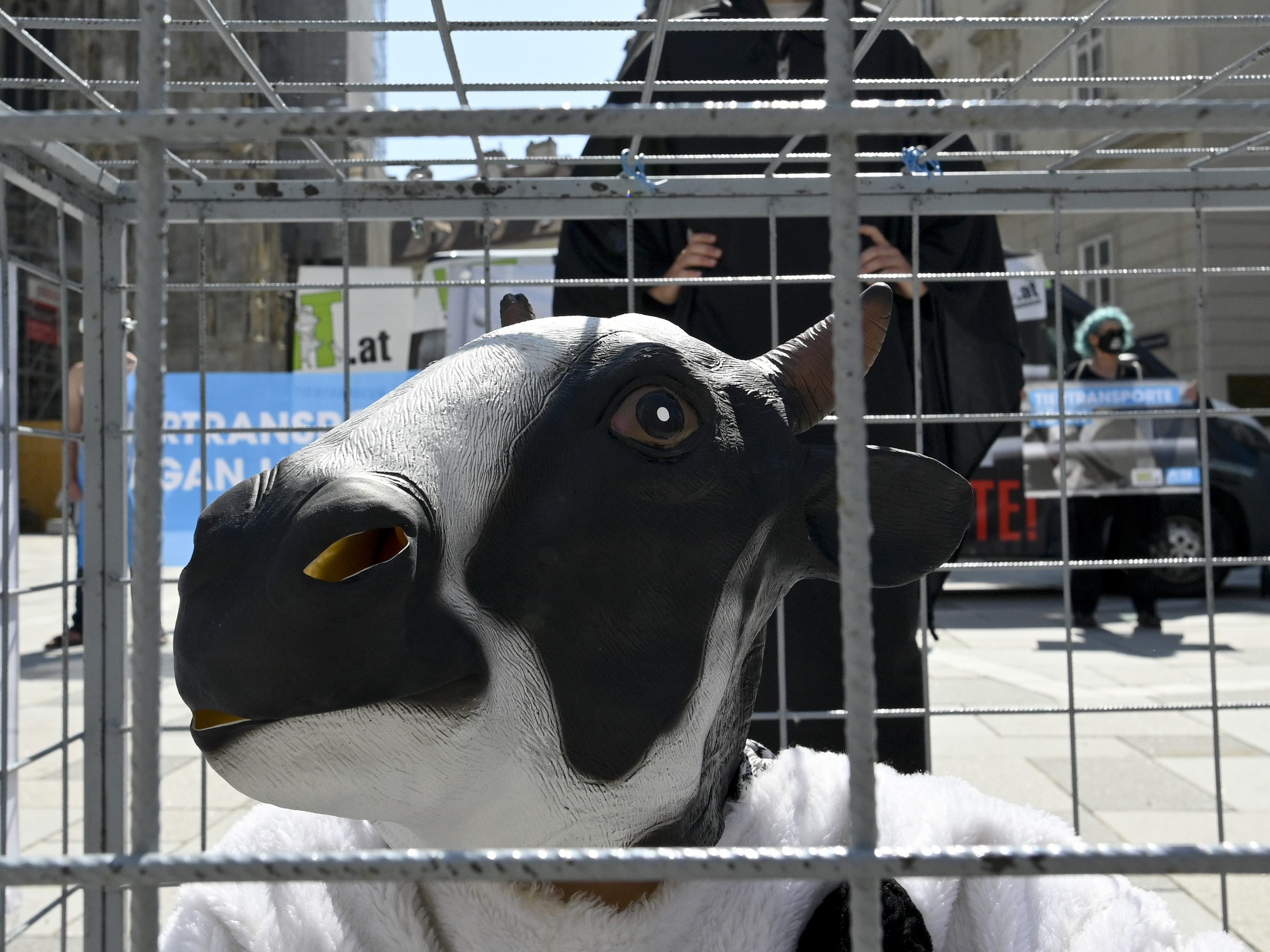 VGT (Verein gegen Tierfabriken) und PETA veranstalteten im Juni 2021 eine Protestaktion gegen Tiertransporte. Ein von FPÖ-Landesrat Waldhäusl initiiertes Volksbegehren gegen Tiertransporte hat bereits 275.000 Unterschriften.