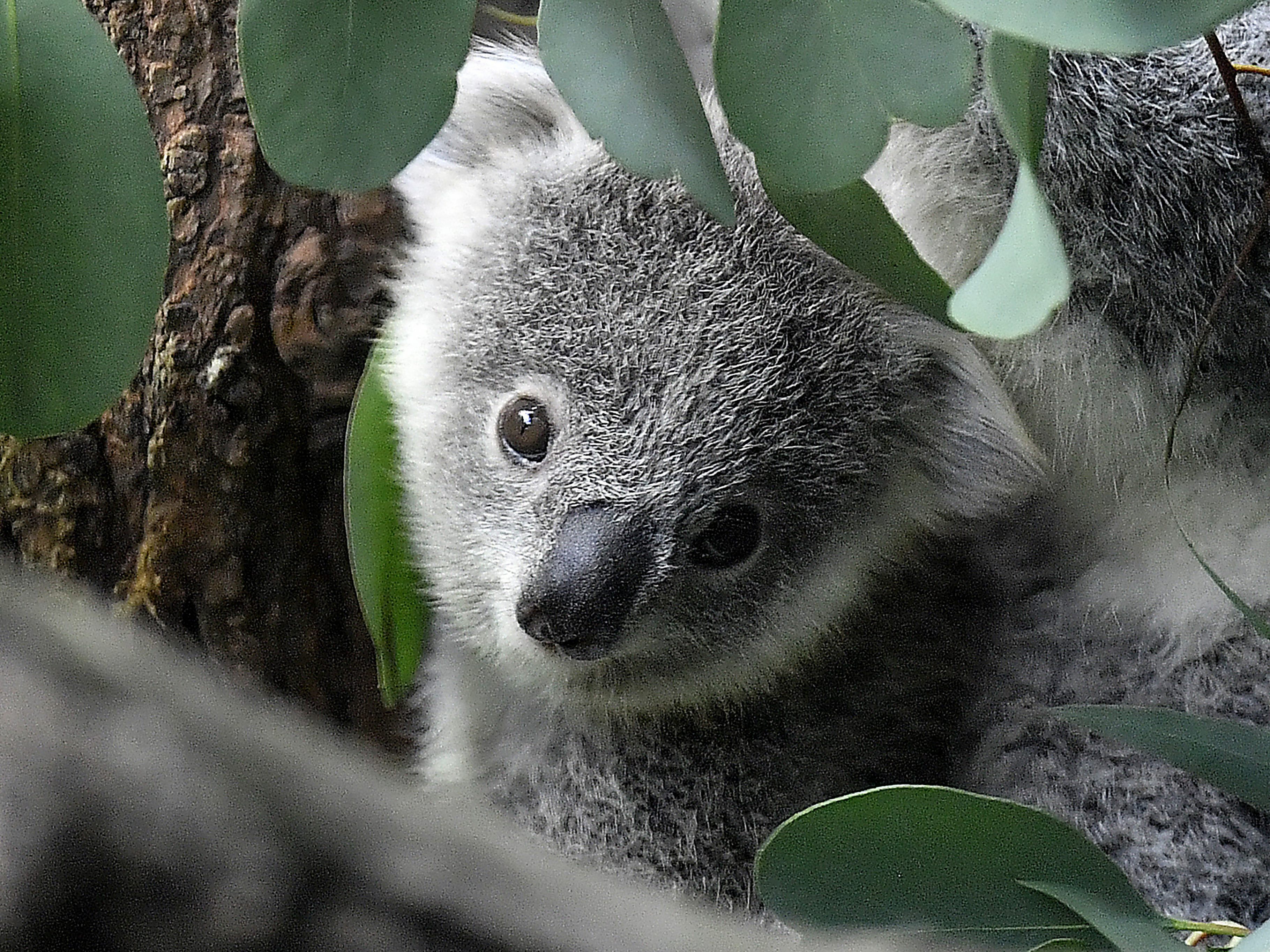 "Beispiellose Maßnahme": Australien will Koalas besser schützen. "Beispiellose Maßnahme": Australien will Koalas besser schützen.