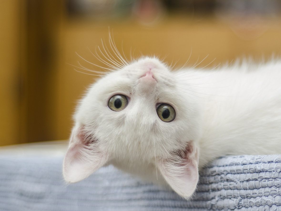 Katzen und Hunde stellen allein daheim durchaus einiges Sehenswertes an.
