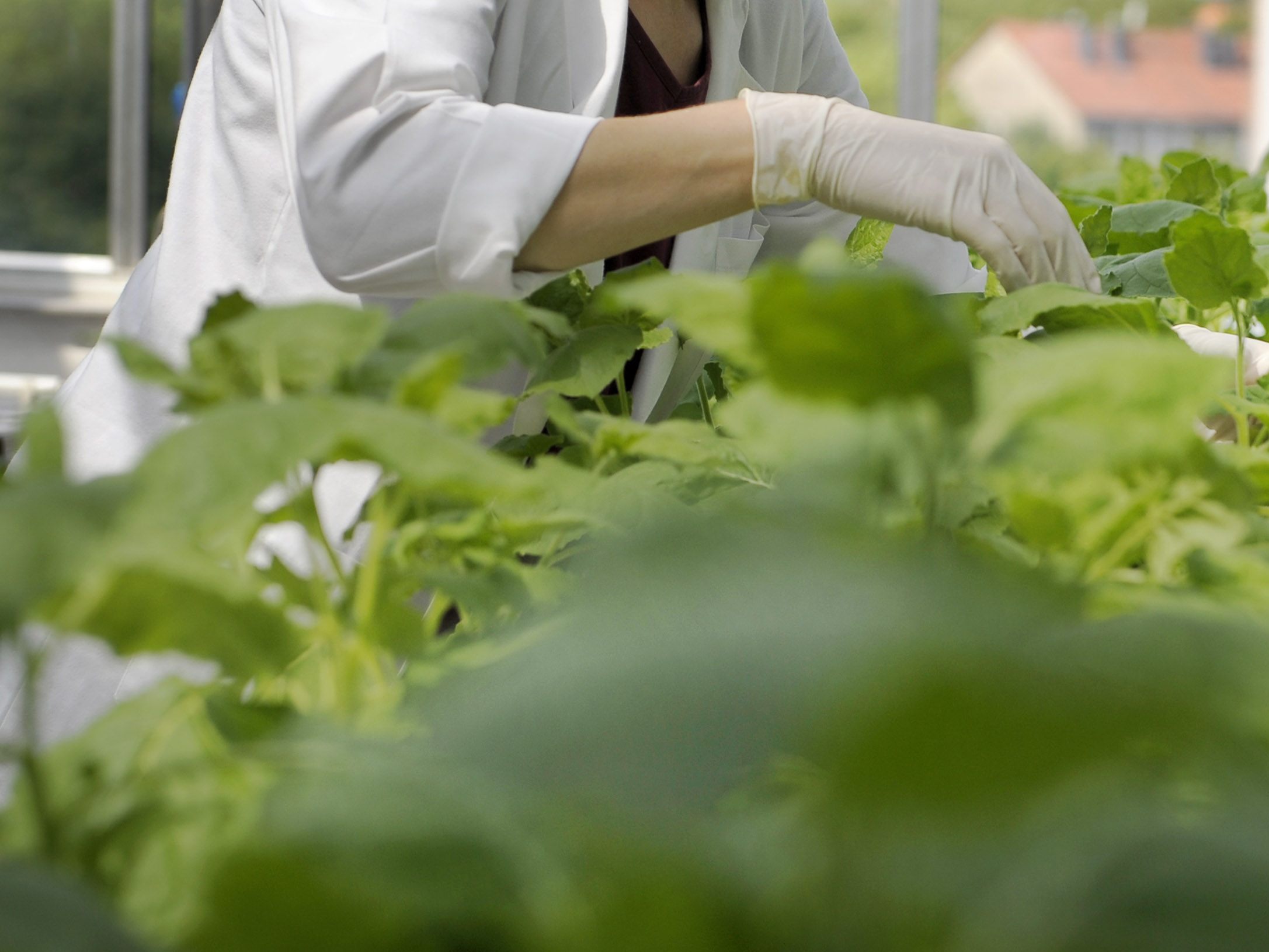 Tabakpflanzen könnten für die Herstellung eines Covid-Medikaments verwendet werden.