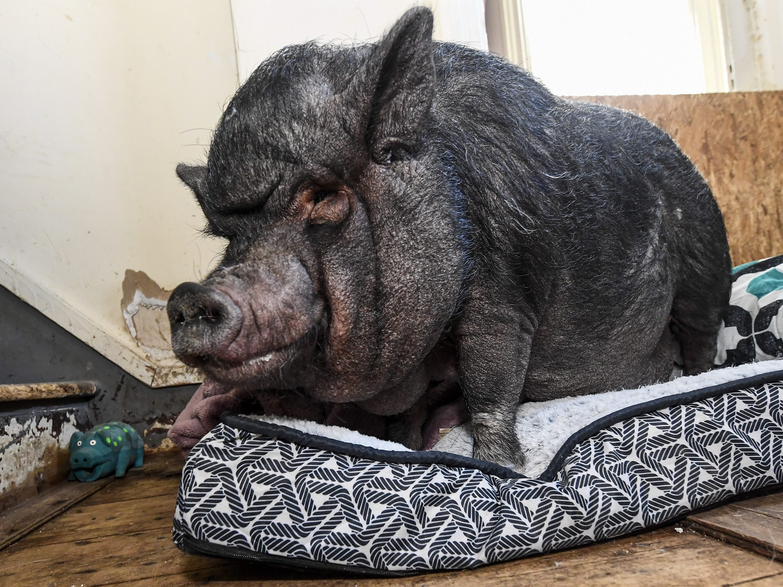 Für seinen Halter gehört Schwein Elli untrennbar zur Familie.