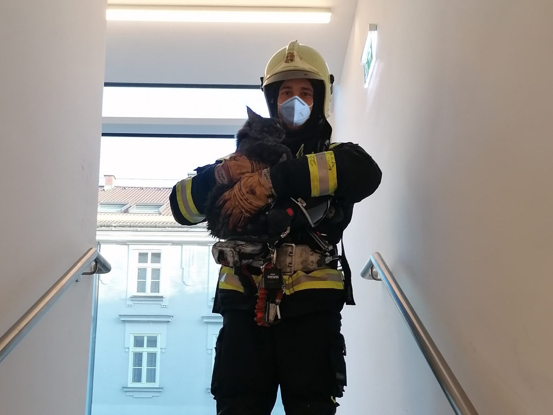 Die Feuerwehr Wiener Neustadt rettete bei einem Wohnungsbrand eine Person und vier Katzen. Die Feuerwehr Wiener Neustadt rettete bei einem Wohnungsbrand eine Person und vier Katzen.
