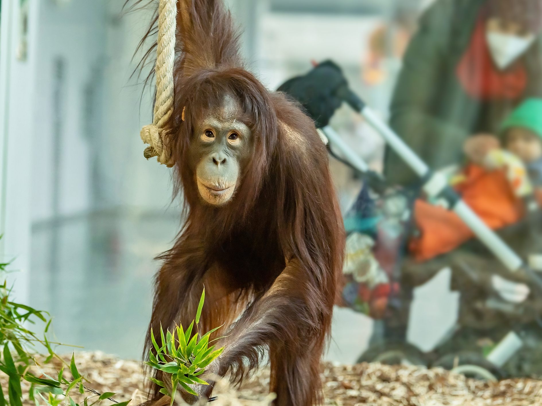 Normalerweise lockt der Tiergarten Schönbrunn sehr viel mehr Besucherinnen und Besucher an, als es pandemiebedingt möglich war