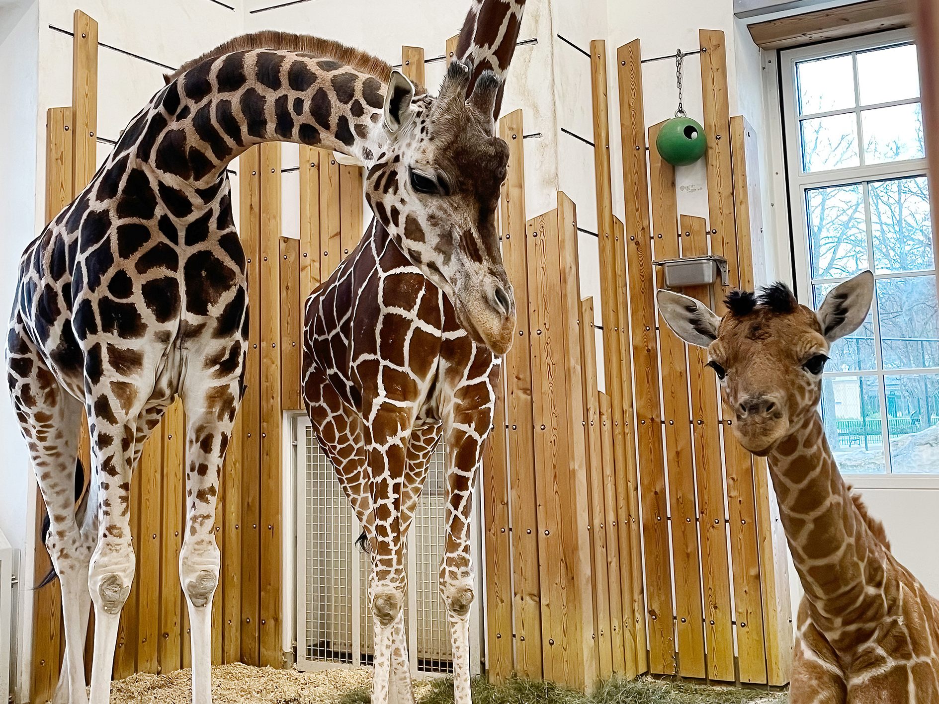 Giraffen-Mama Fleur säugt ihren Nachwuchs nicht, Pfleger füttern deswegen mit Kuhmilch zu.