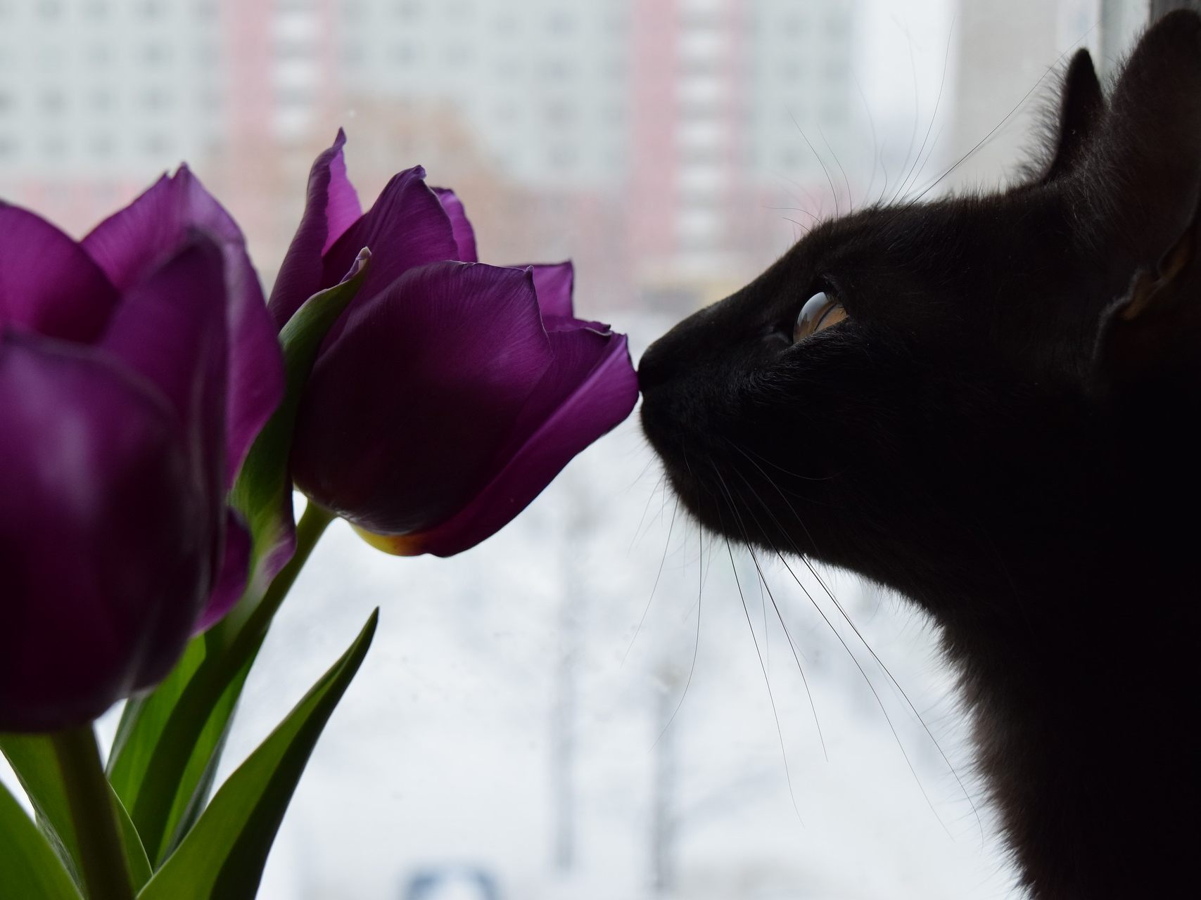Tulpen sollten von Katzen und Hunden nicht angeknabbert werden.