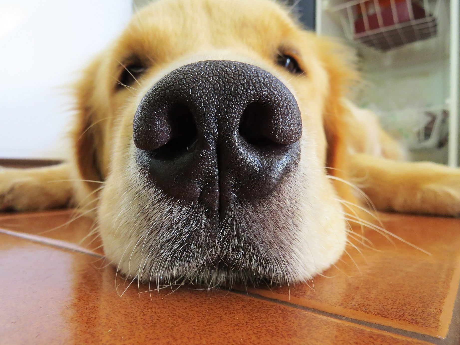 Der Hund der E-Scooter-Besitzerin hörte den Dieb vor der Wohnungstüre.