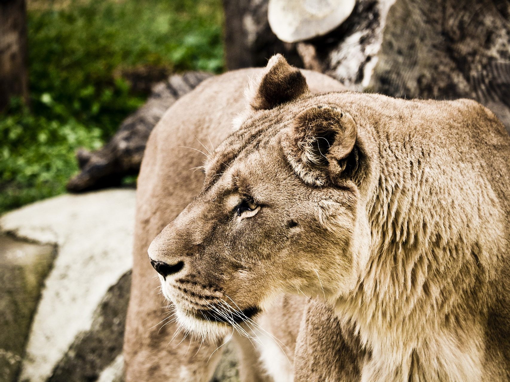 Der Tiergarten Schönbrunn trauert um Löwen-Weibchen Somali.