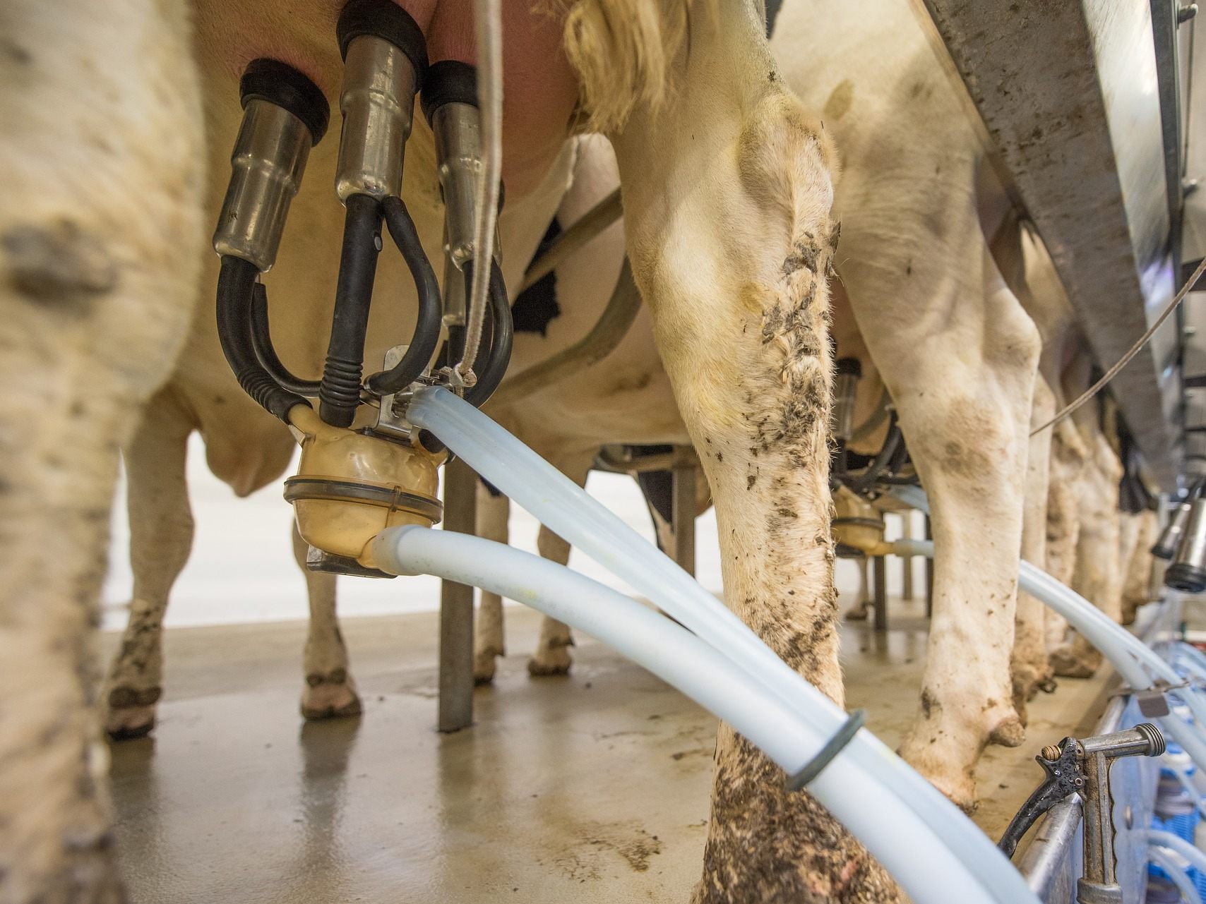 Die verbliebenen Milchbauern haben sich vergrößert und die Milchmenge ist gestiegen. Die verbliebenen Milchbauern haben sich vergrößert und die Milchmenge ist gestiegen.