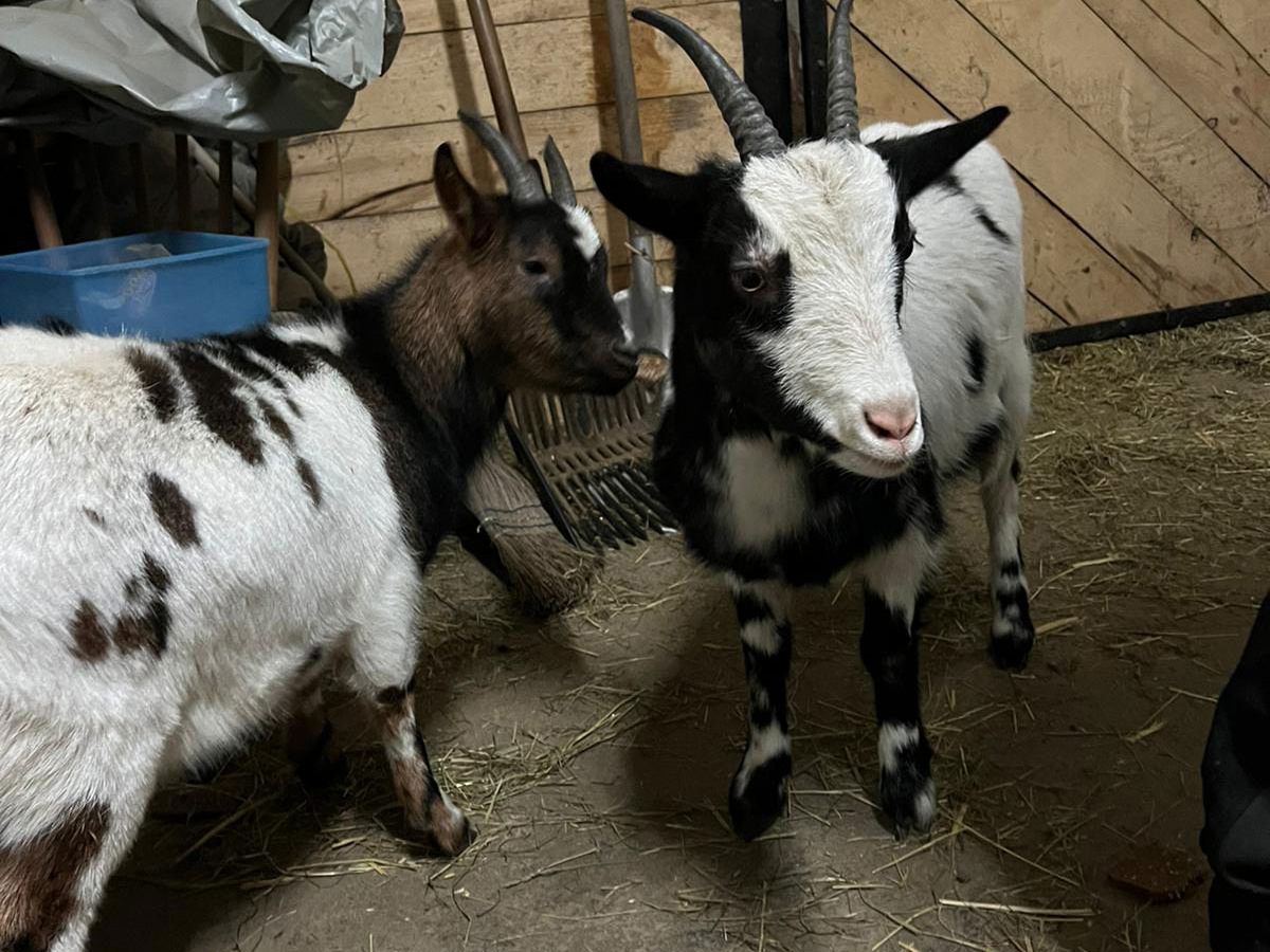 Vier Ziegen haben ein neues Zuhause im Tierschutzhaus Vösendorf gefunden Vier Ziegen haben ein neues Zuhause im Tierschutzhaus Vösendorf gefunden