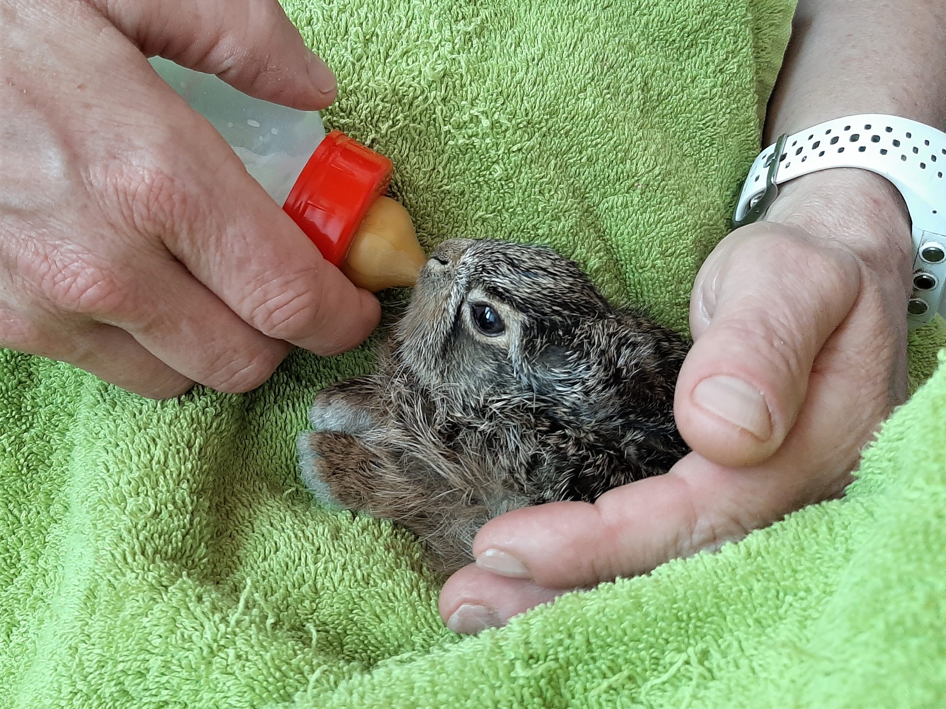 Die Jungtiere wurden von Spaziergängern gerettet. Die Jungtiere wurden von Spaziergängern gerettet.