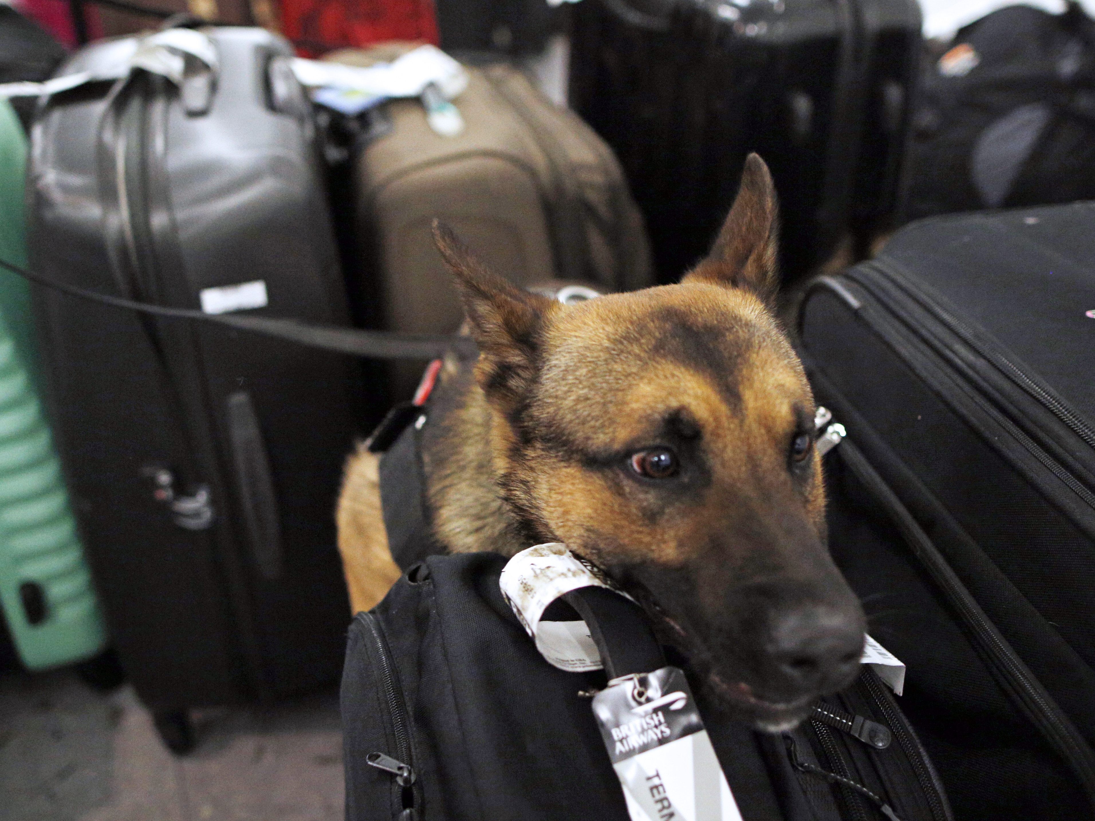 Suchhunde schnüffeln beim Zoll am Flughafen Wien-Schwechat nach geschmuggelten Tieren und Ware mit illegalen Tier-Bestandteilen Suchhunde schnüffeln beim Zoll am Flughafen Wien-Schwechat nach geschmuggelten Tieren und Ware mit illegalen Tier-Bestandteilen