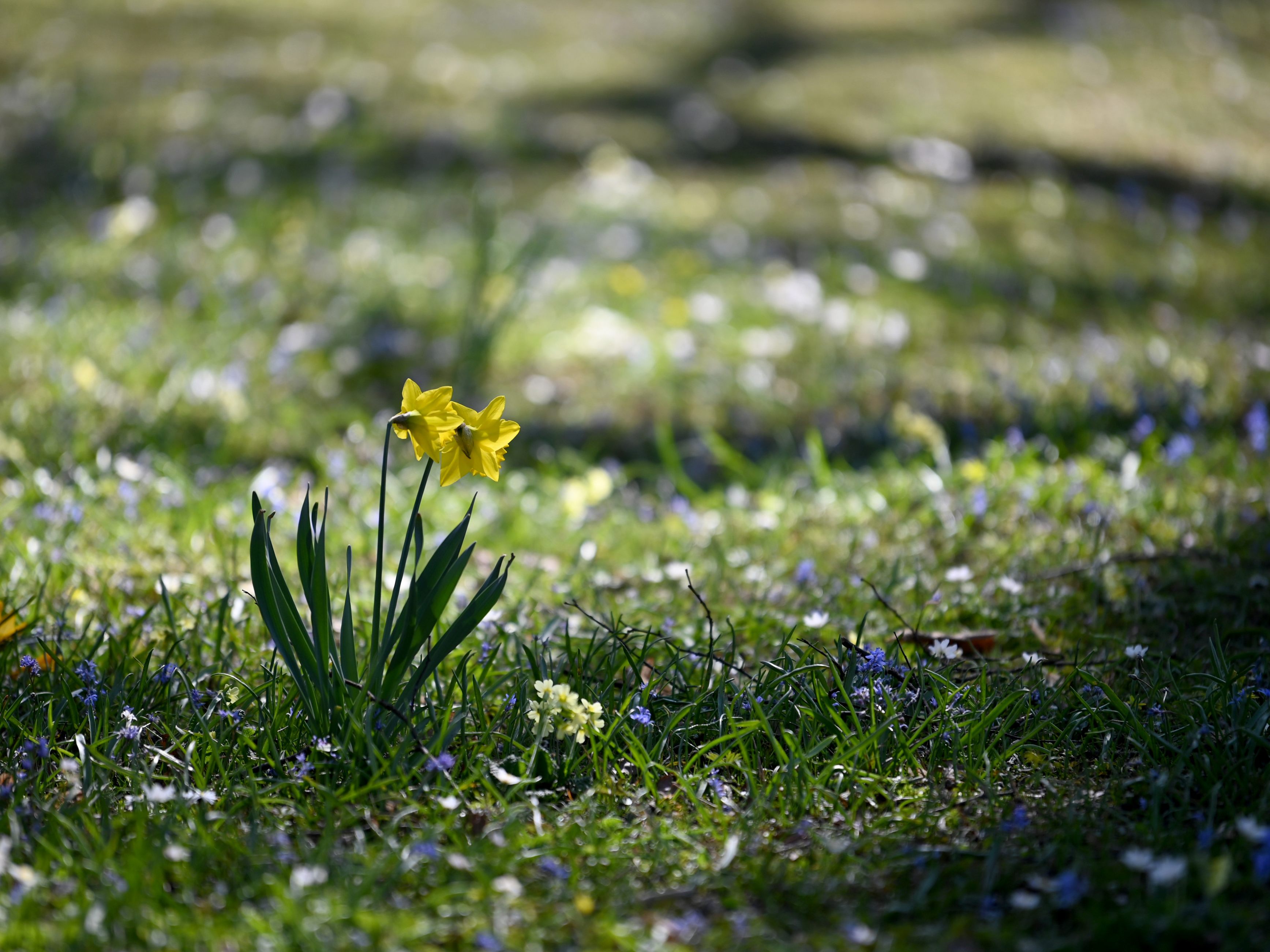 Diese zwei Sternzeichen lieben den Frühling.