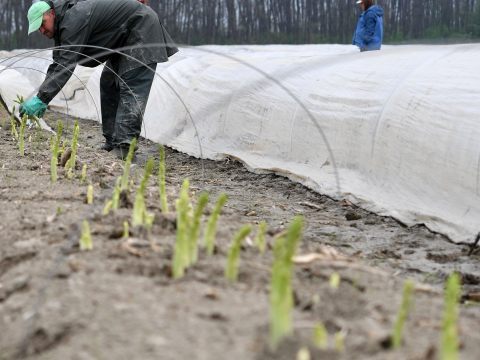 In dieser Saison werden keine Erntehelfer aus der Ukraine nach Österreich kommen.